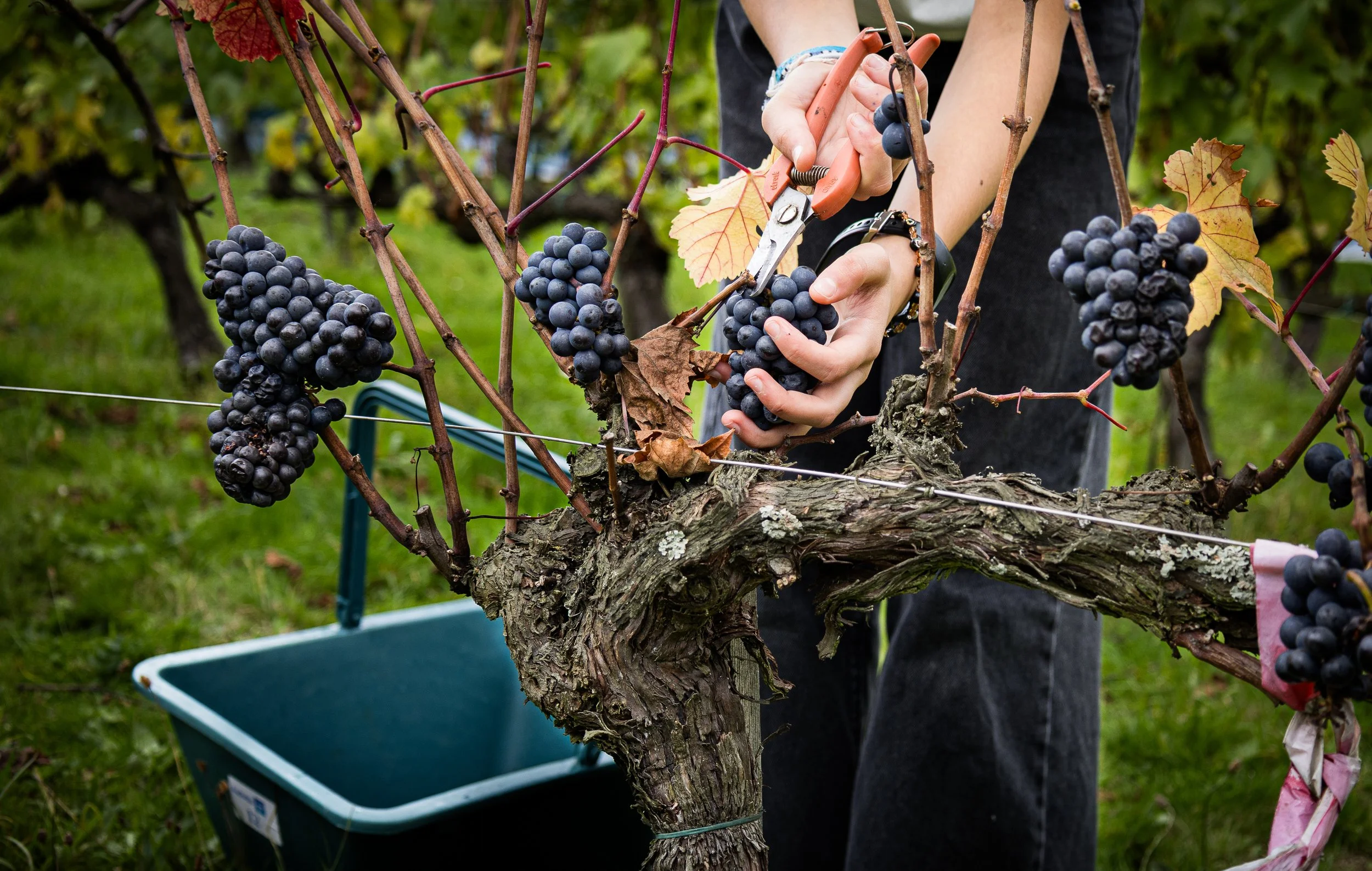 Photographie d'une main qui vendange au parc du Sausset à Saint-Denis  