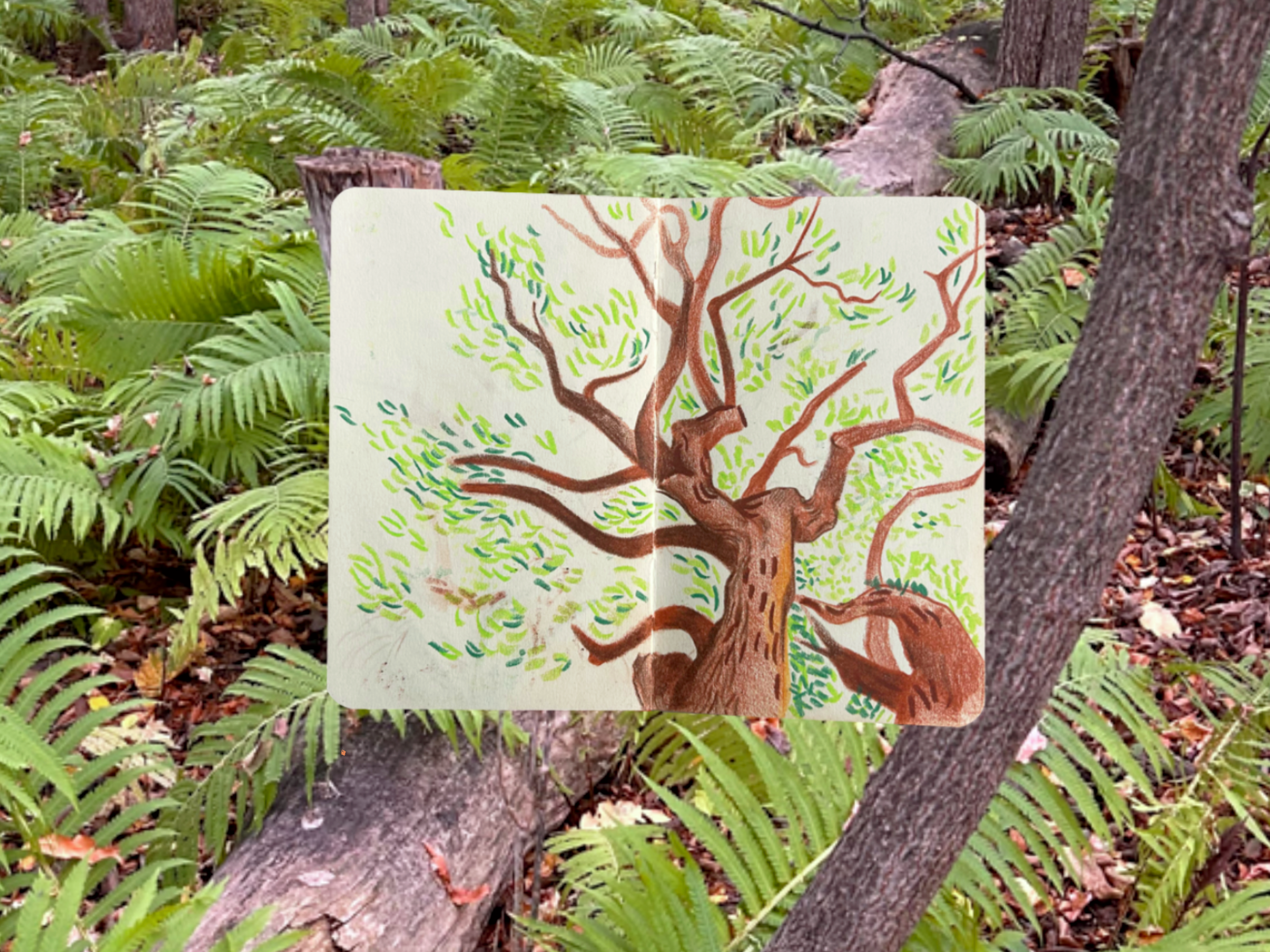 a sketchbook spread of a tree, collaged on top a photo of the forest floor