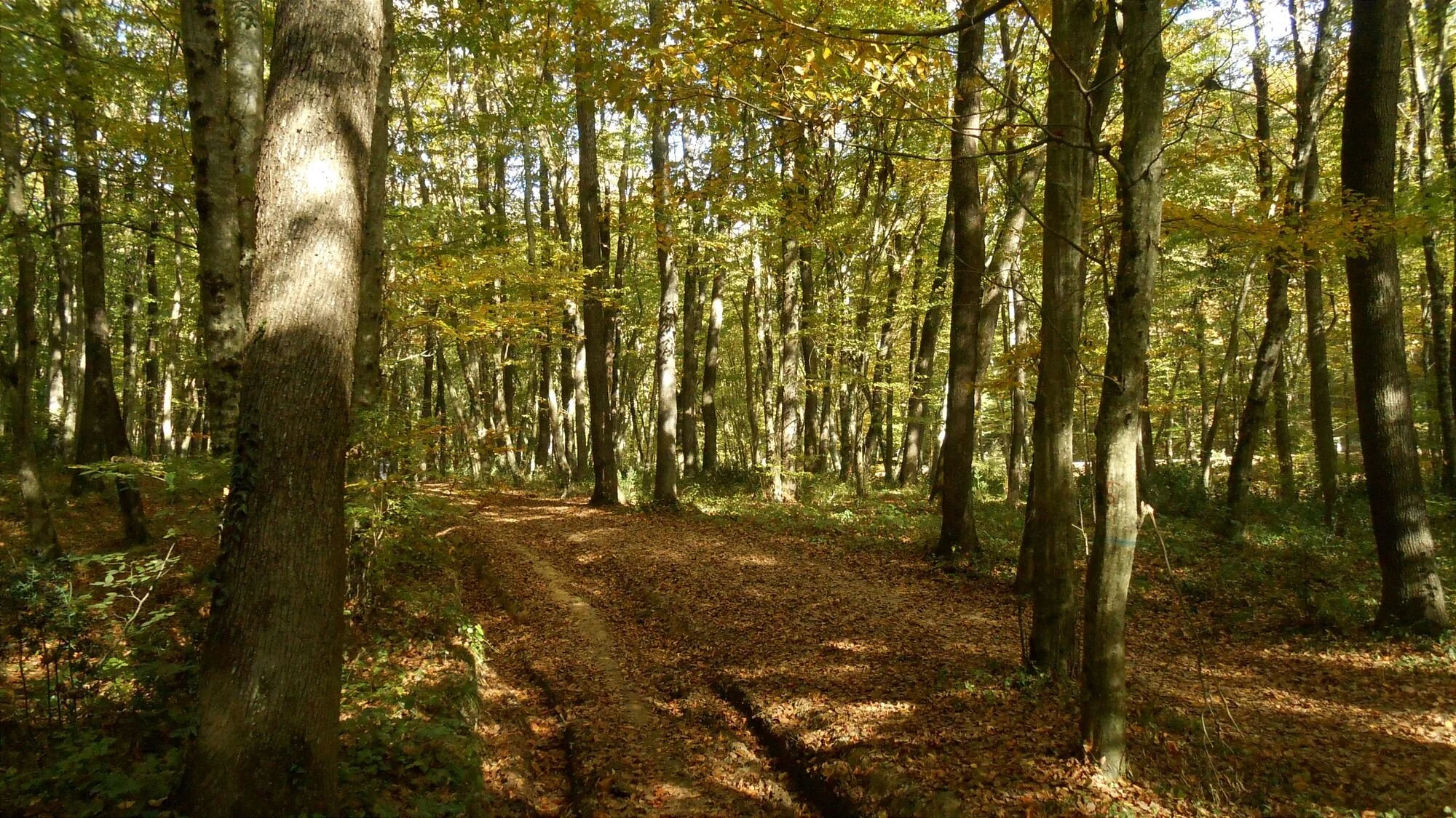 faggi della Foresta Umbra nel Gargano