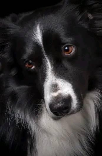 Close-up of a black and white Border Collie dog with caramel-colored eyes.