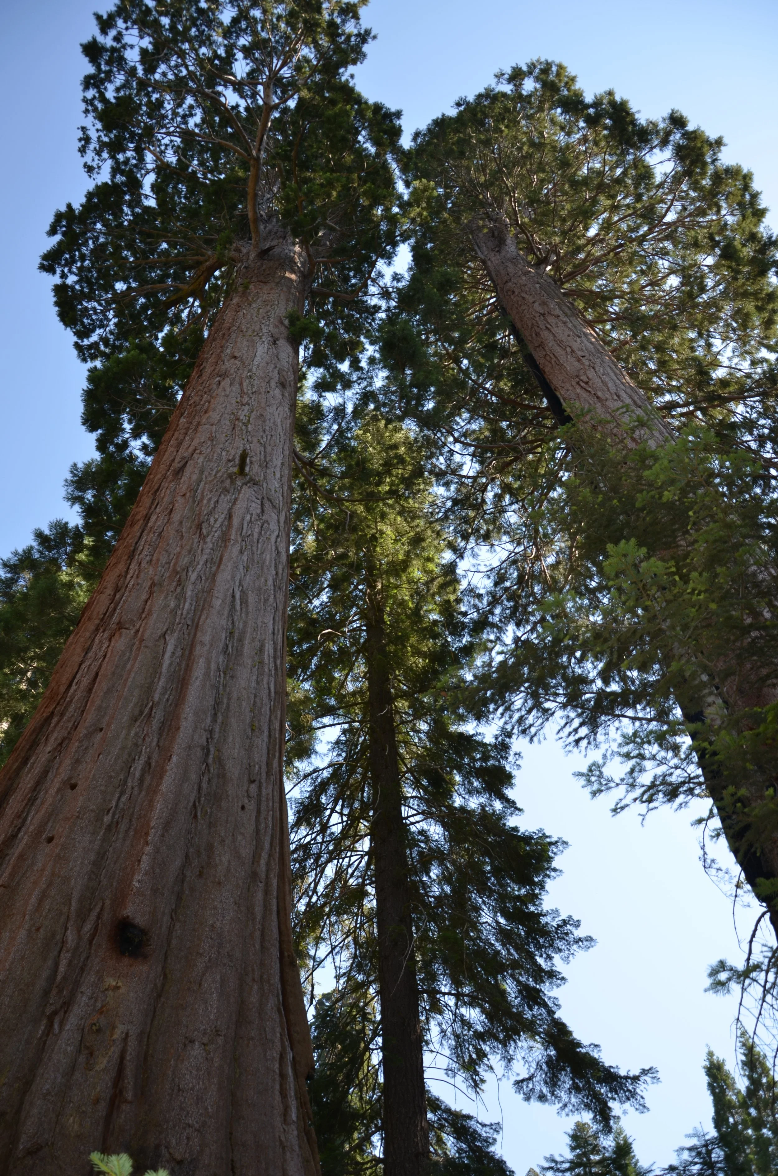 Sequoias.jpeg