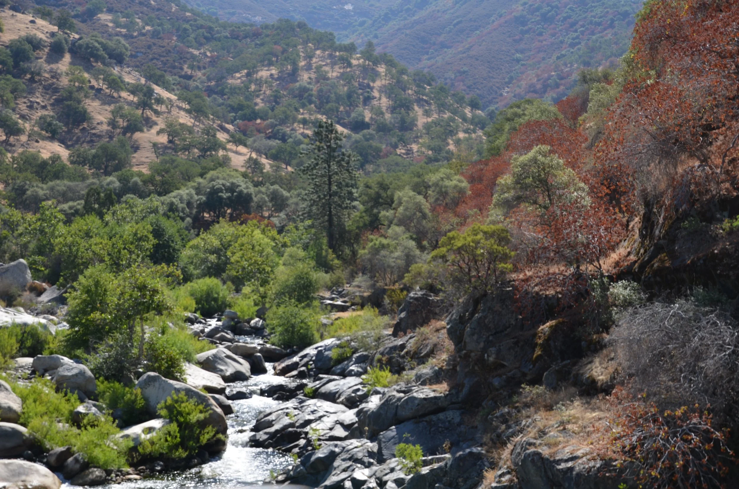 Healing Power of Nature