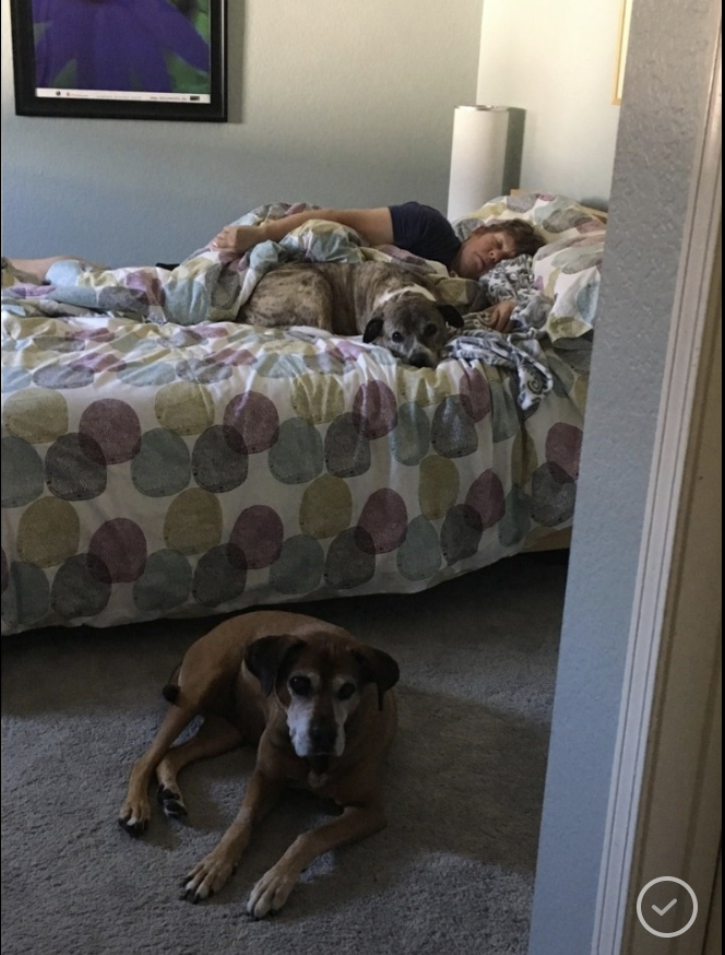 dogs.png
