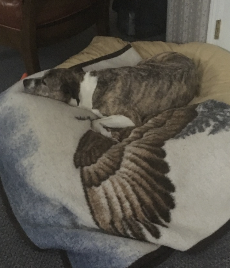 Why Losing a Pet Hurts So Much