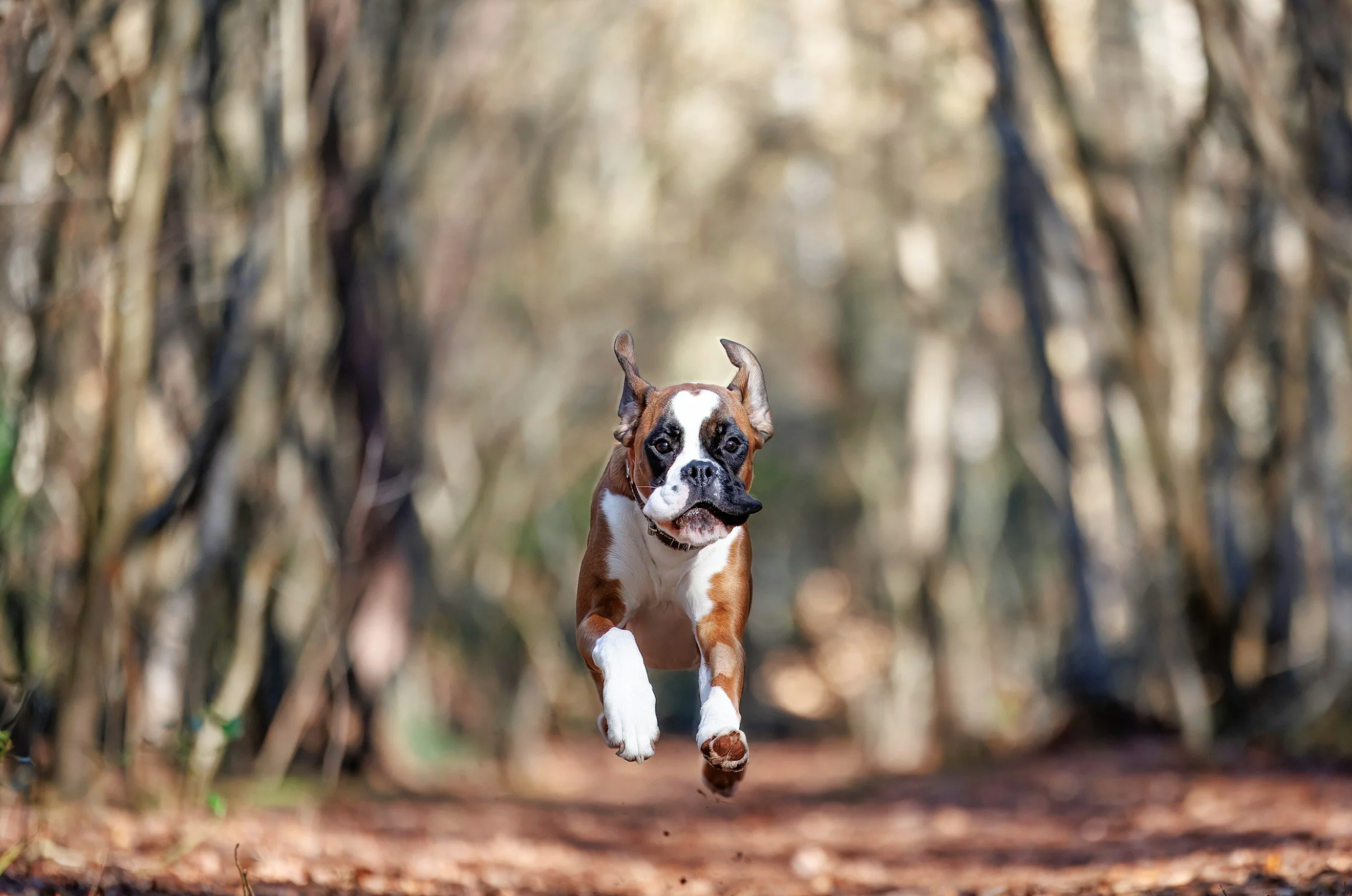 Dog Fitness: Is Your Dog Really Ready to Hike?