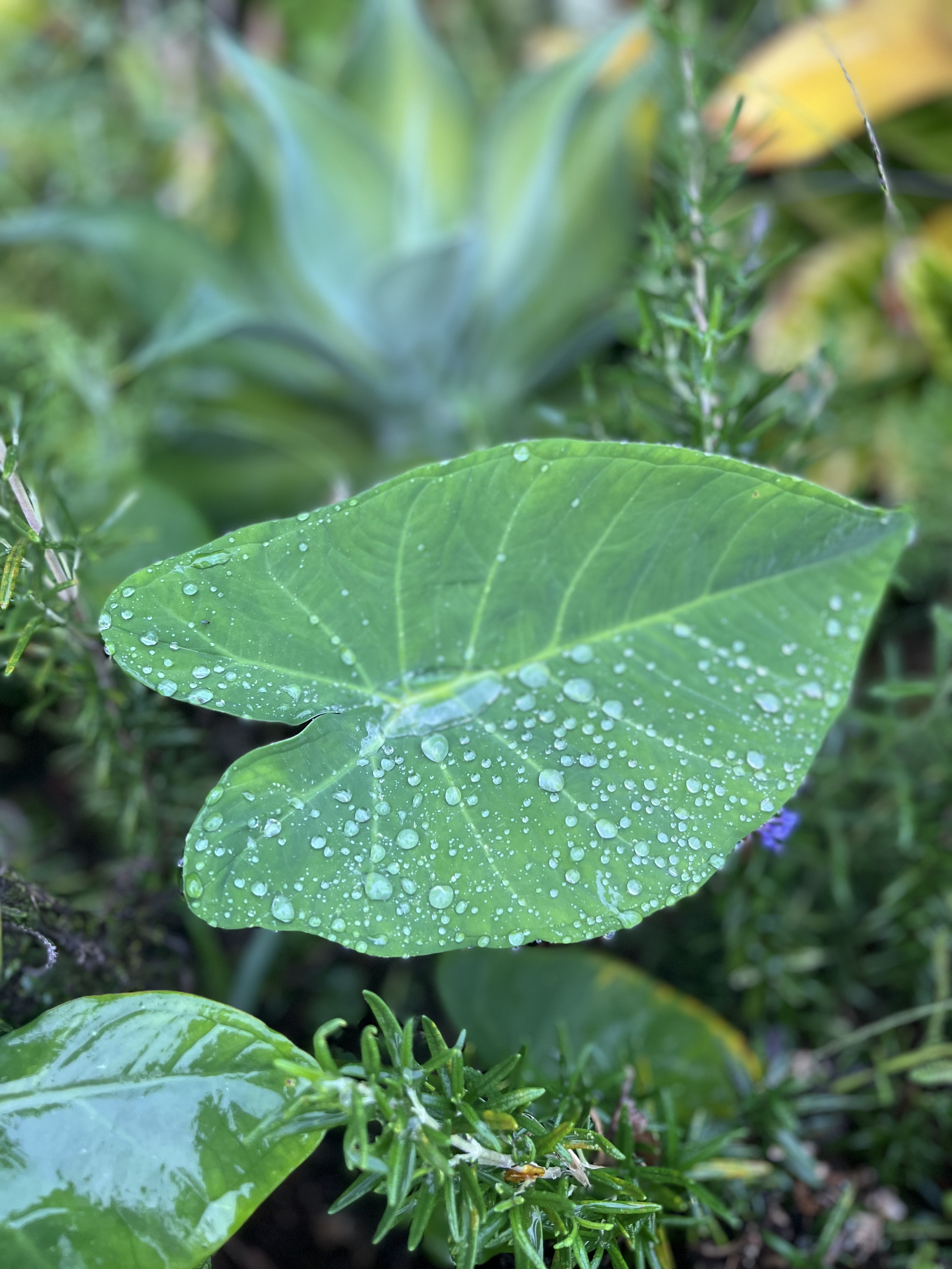 Close-up of a green leaf with water droplets on its surface.