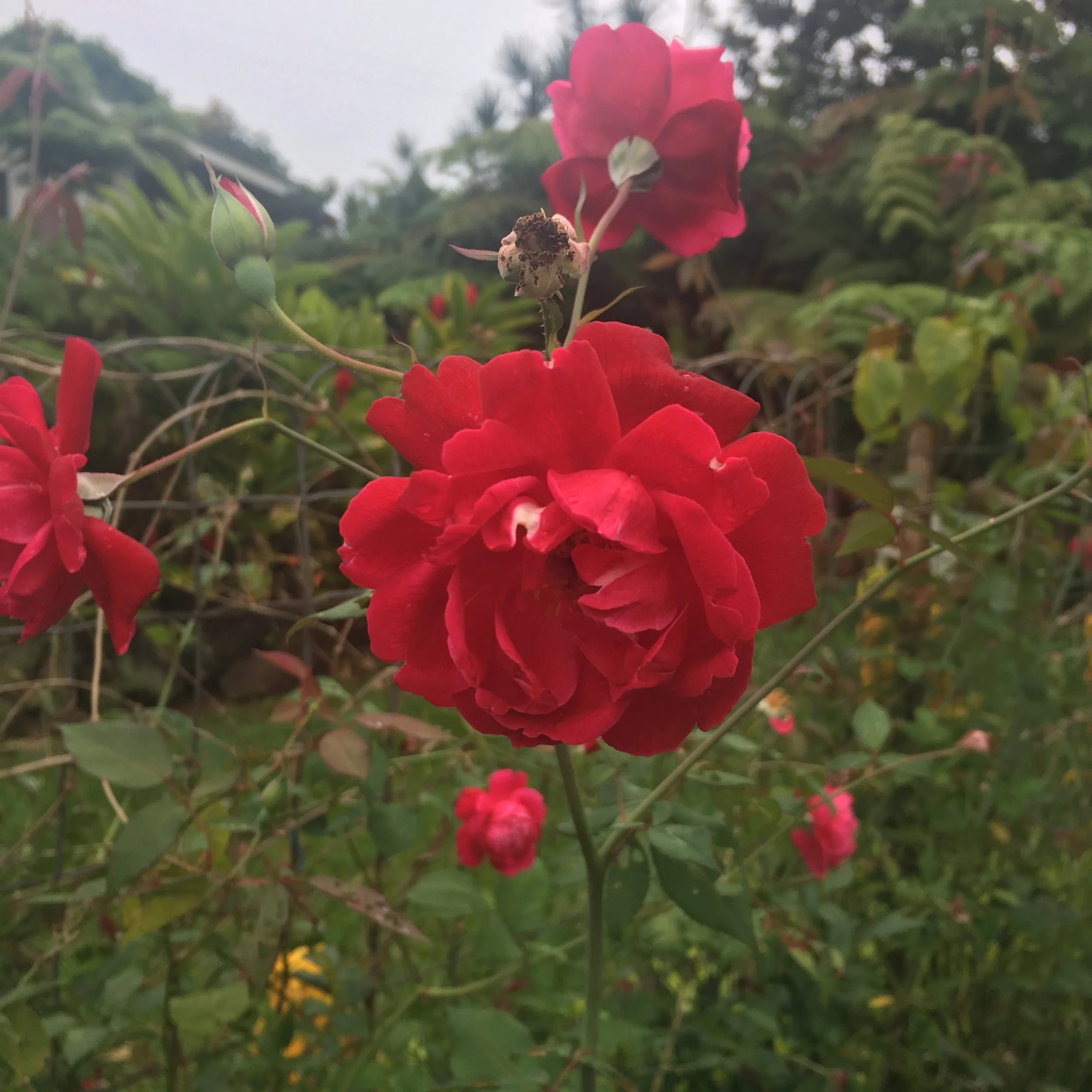 IMG_4087.jpeg