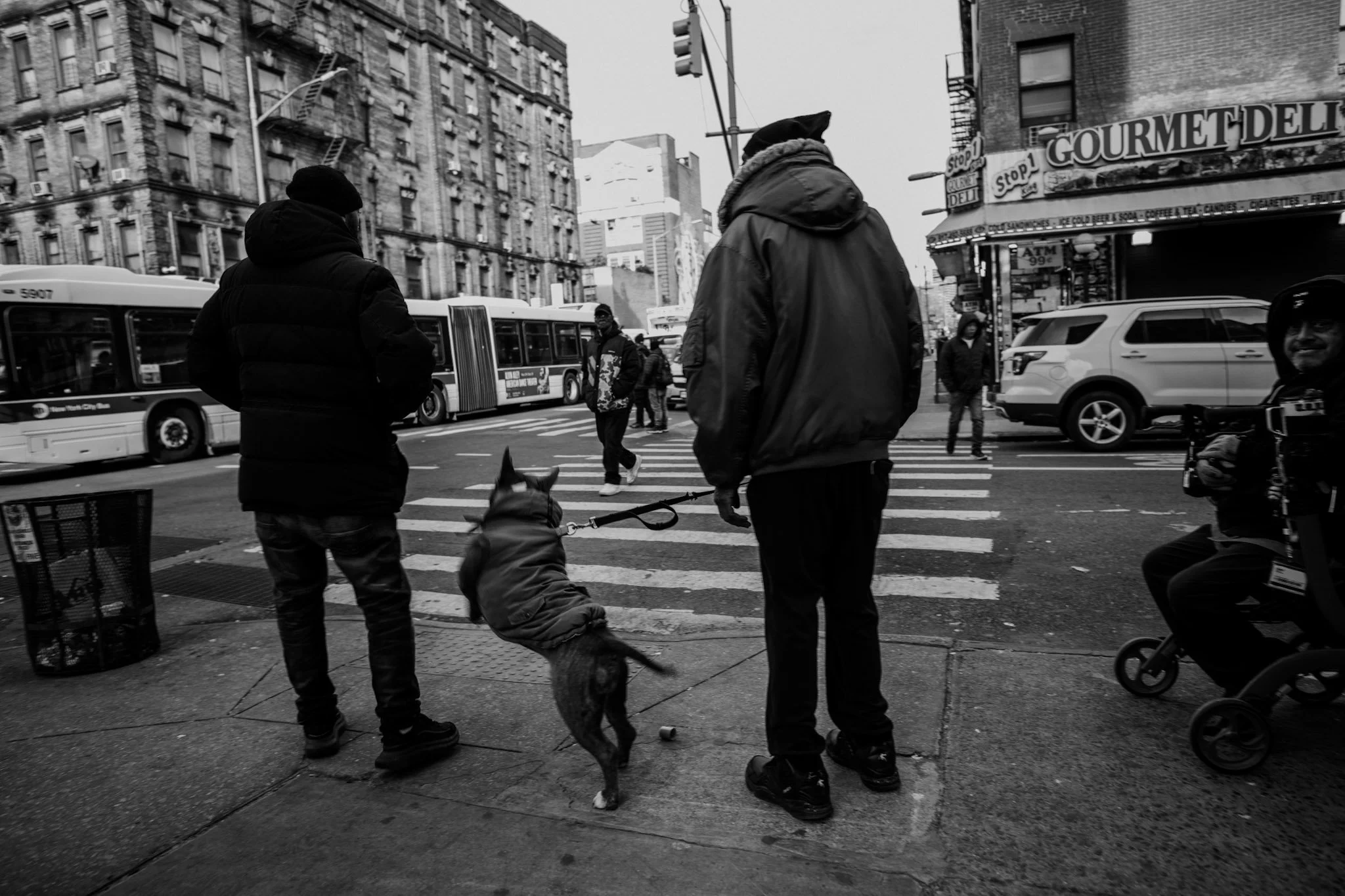 People waiting to cross a city street, including a person with a dog on a leash, with buses and cars on the road and buildings in the background.