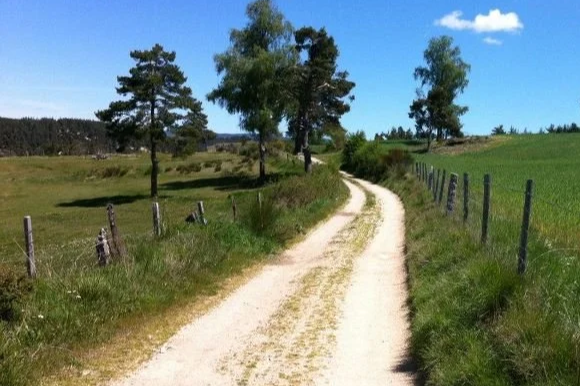 A dirt country road winding through a grassy field with trees and fences on either side under a blue sky with some clouds.