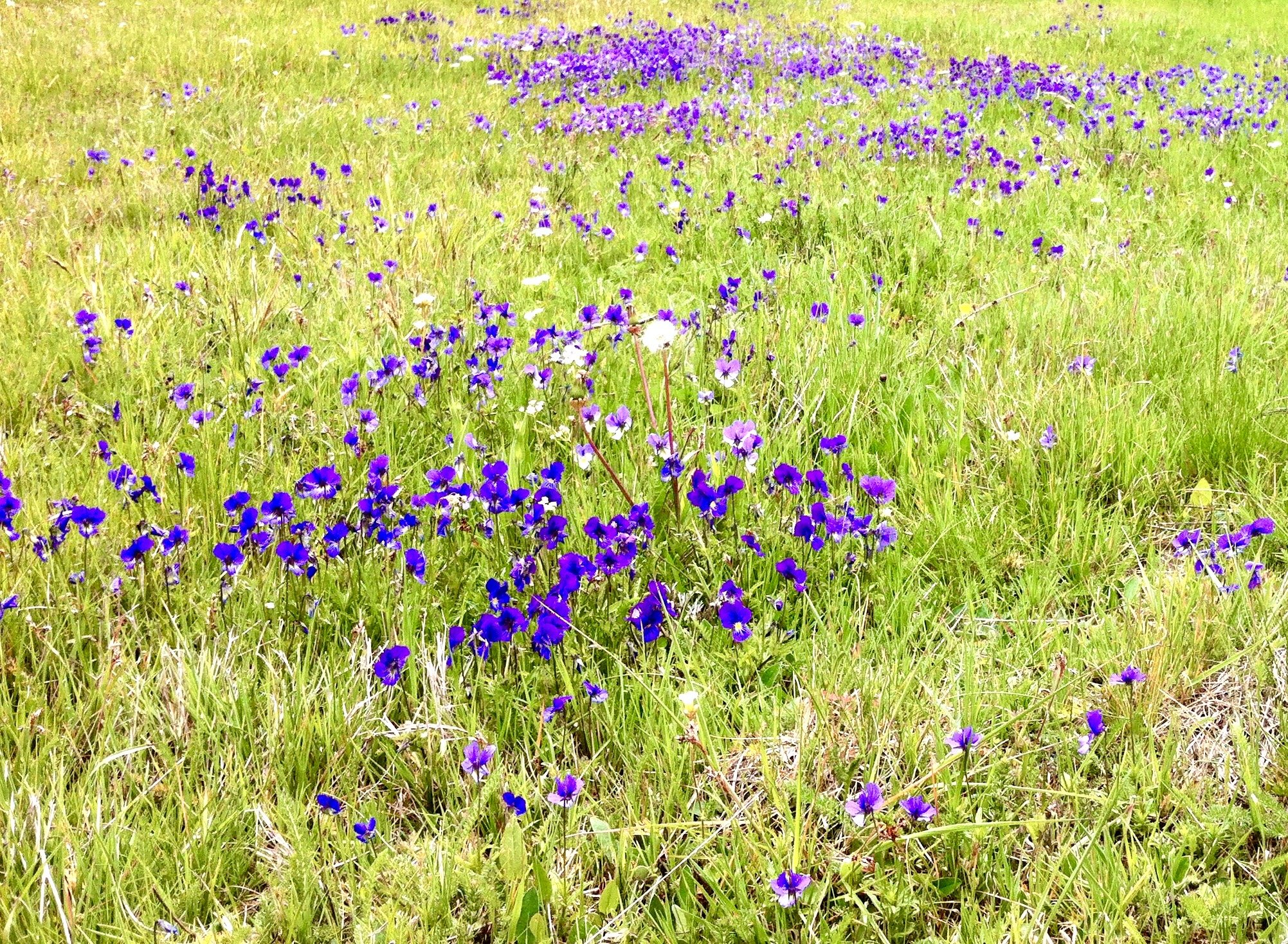 A field with green grass and purple, white, and lavender wildflowers scattered across it.