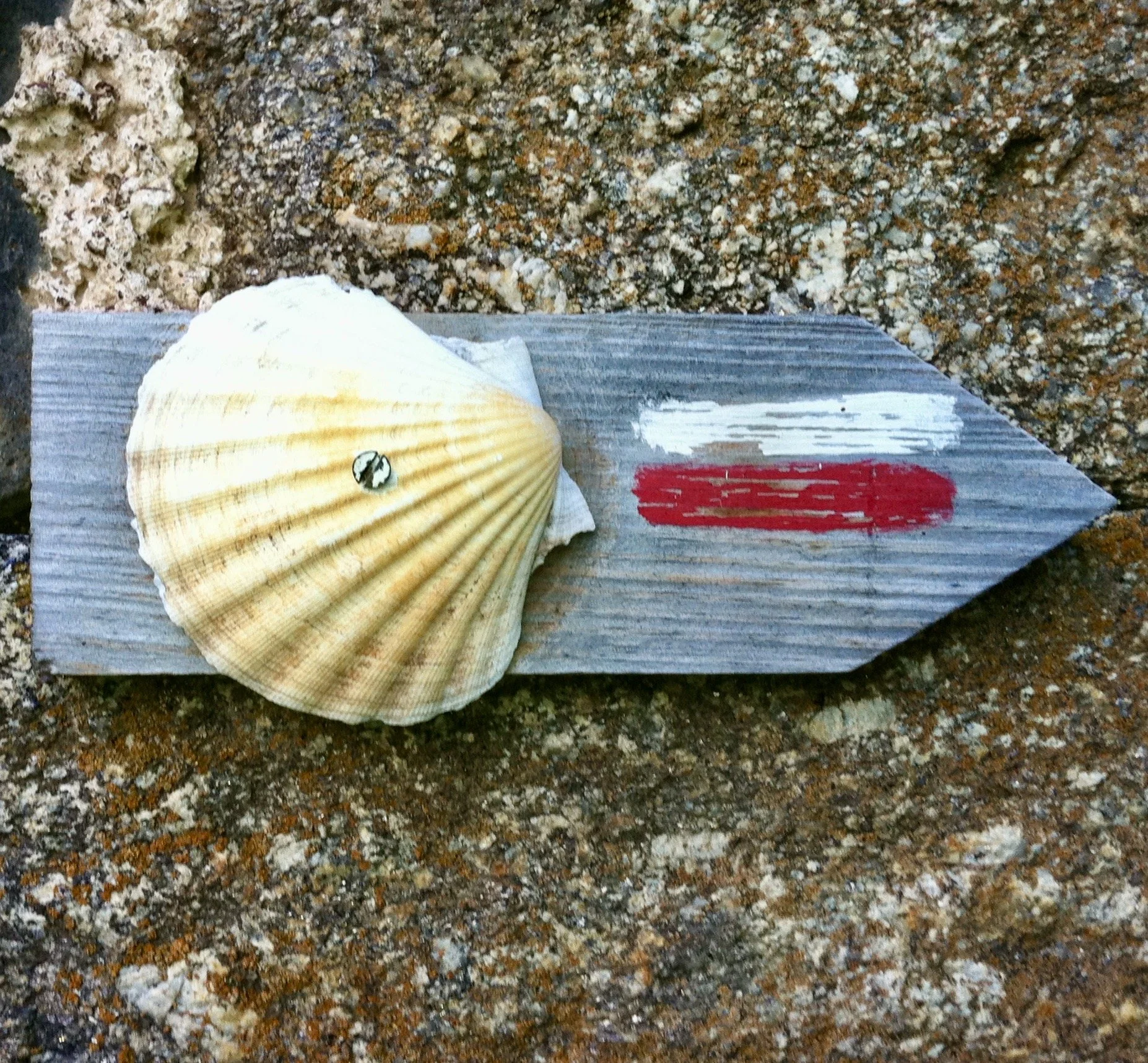 A seashell on a wooden signpost with painted white and red marks, placed on a rough, brownish stone surface.