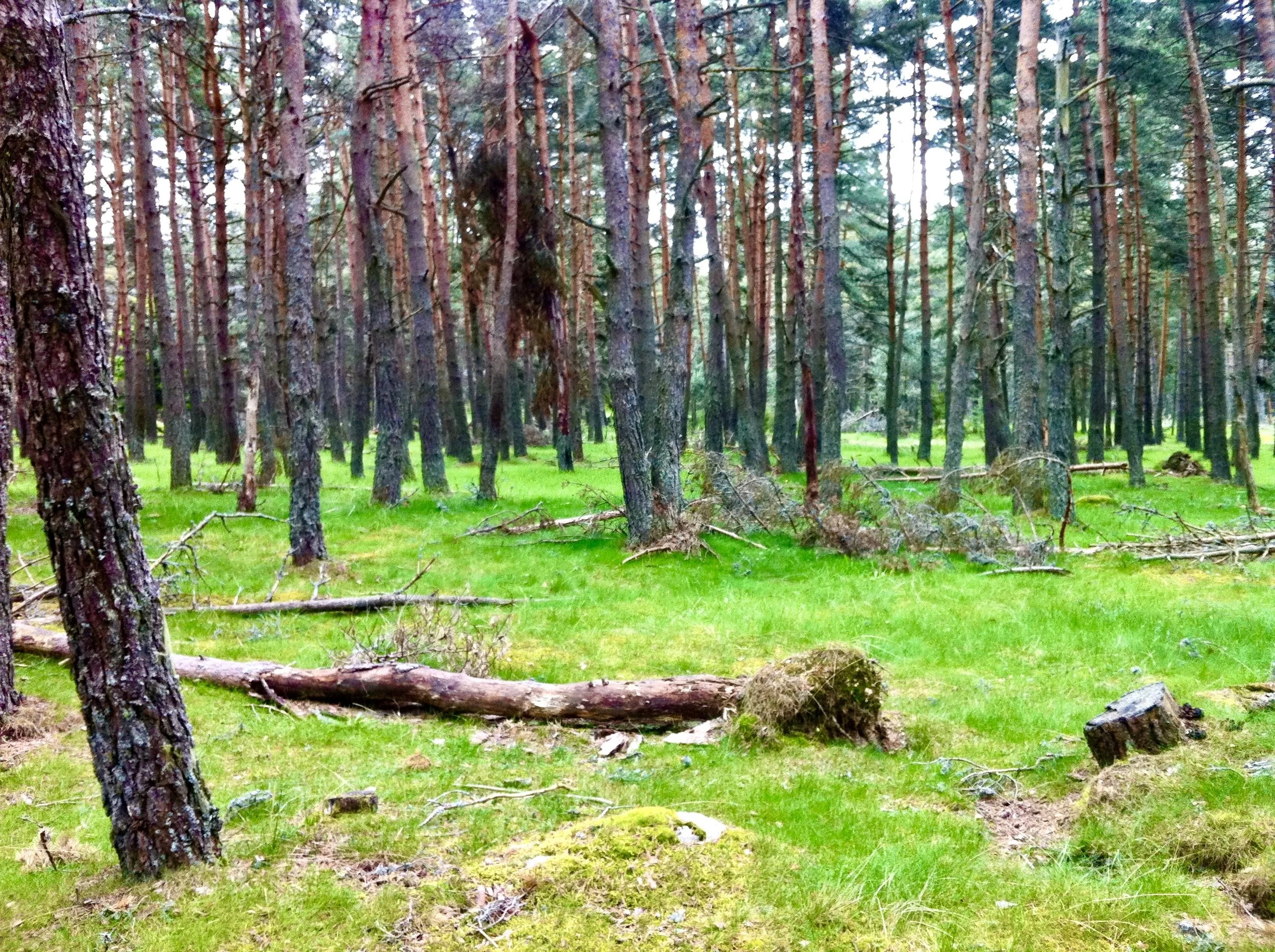 A forest with tall thin trees, green grass, fallen logs, and some moss-covered tree stumps.