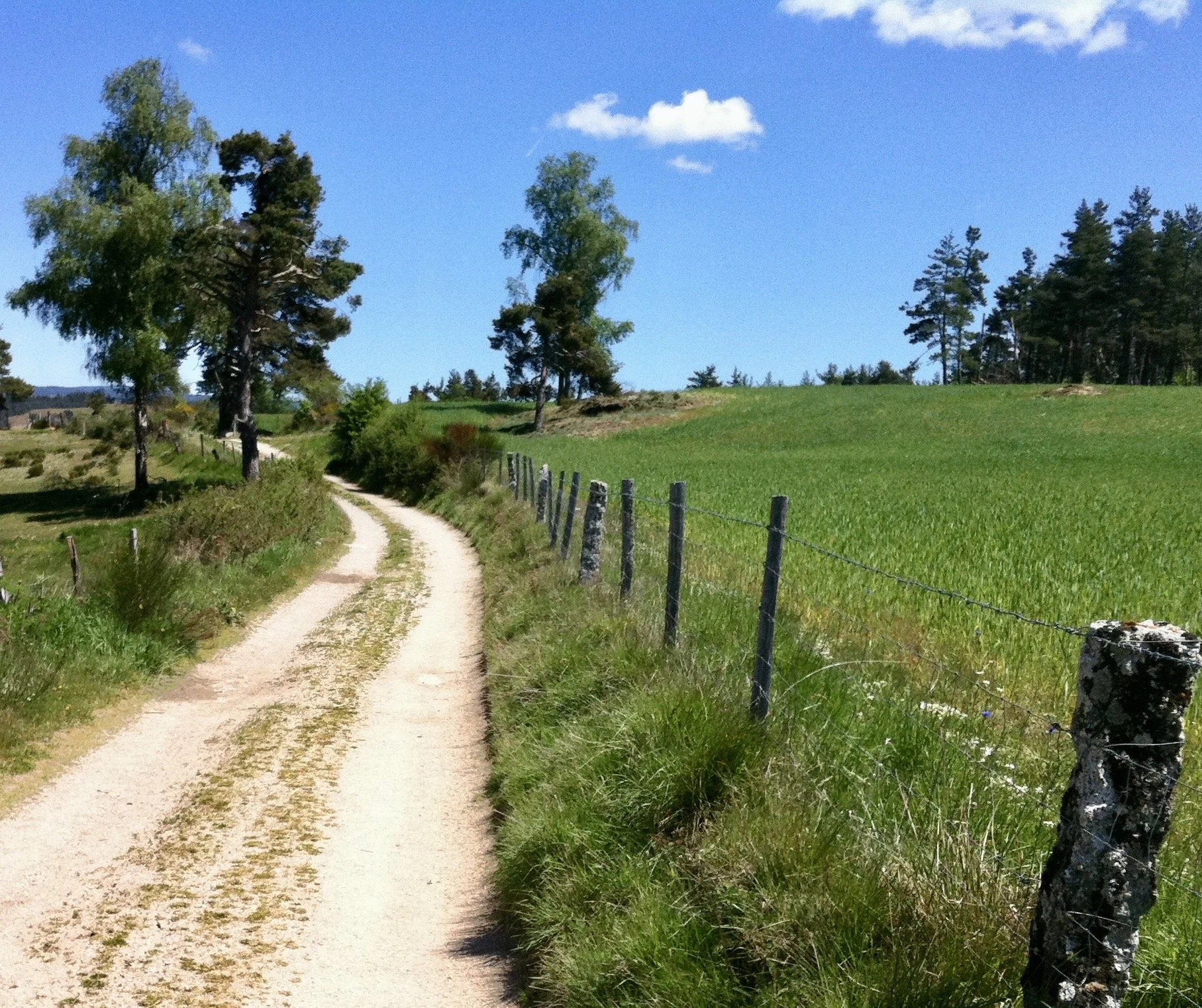 A dirt path winding through a green field with trees on both sides under a blue sky with a few clouds.