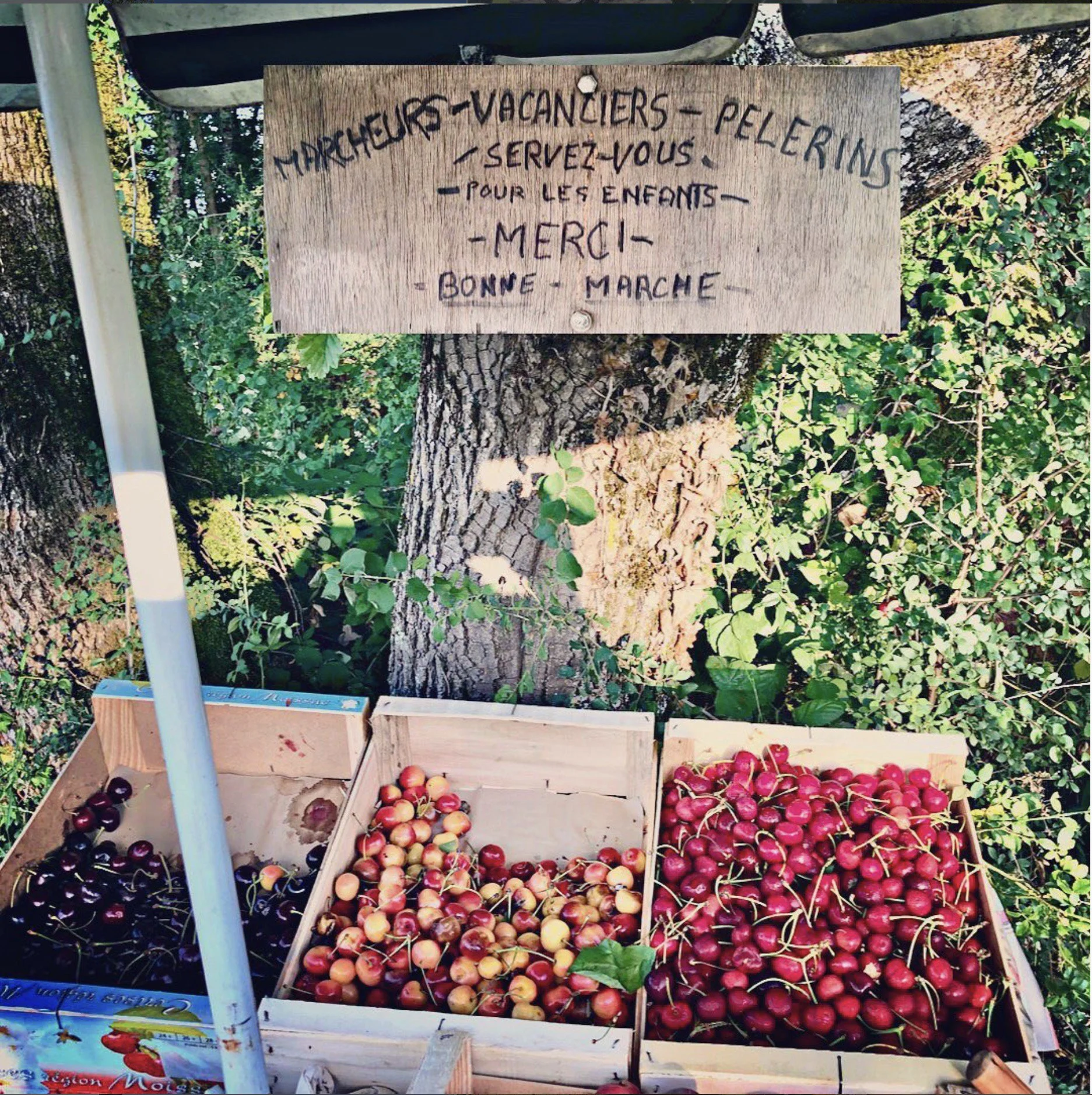 A small outdoor fruit stand with three boxes of cherries under a wooden sign, with a tree and green foliage in the background. The sign reads in French: "Marchés - Vacanciers - Pelerings - Servez-vous - Pour les enfants - Merci - Bonne marche".