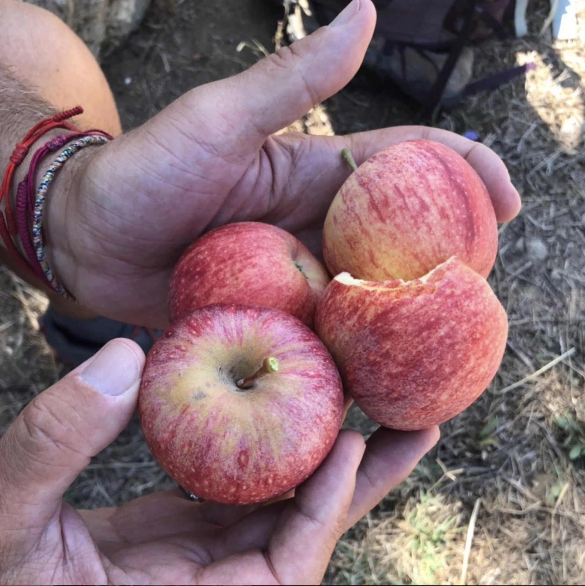 A person holding four red and yellow apples, with one bitten in half, outdoors on a dirt ground.
