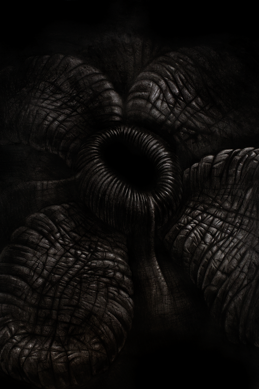 Bloom 01 - 
Charcoal on paper 70x100cm