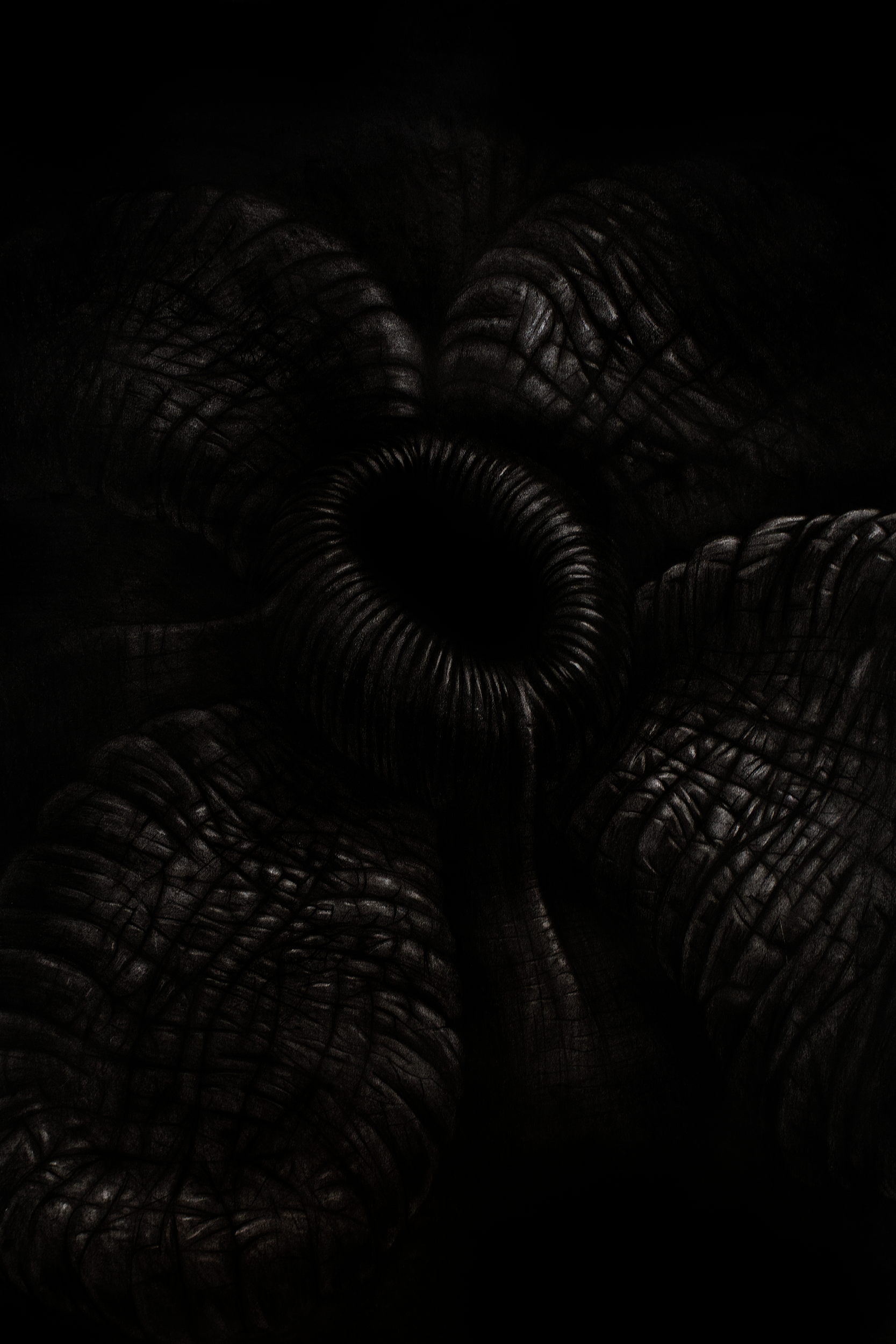 Bloom 01 - 
Charcoal on paper 70x100cm