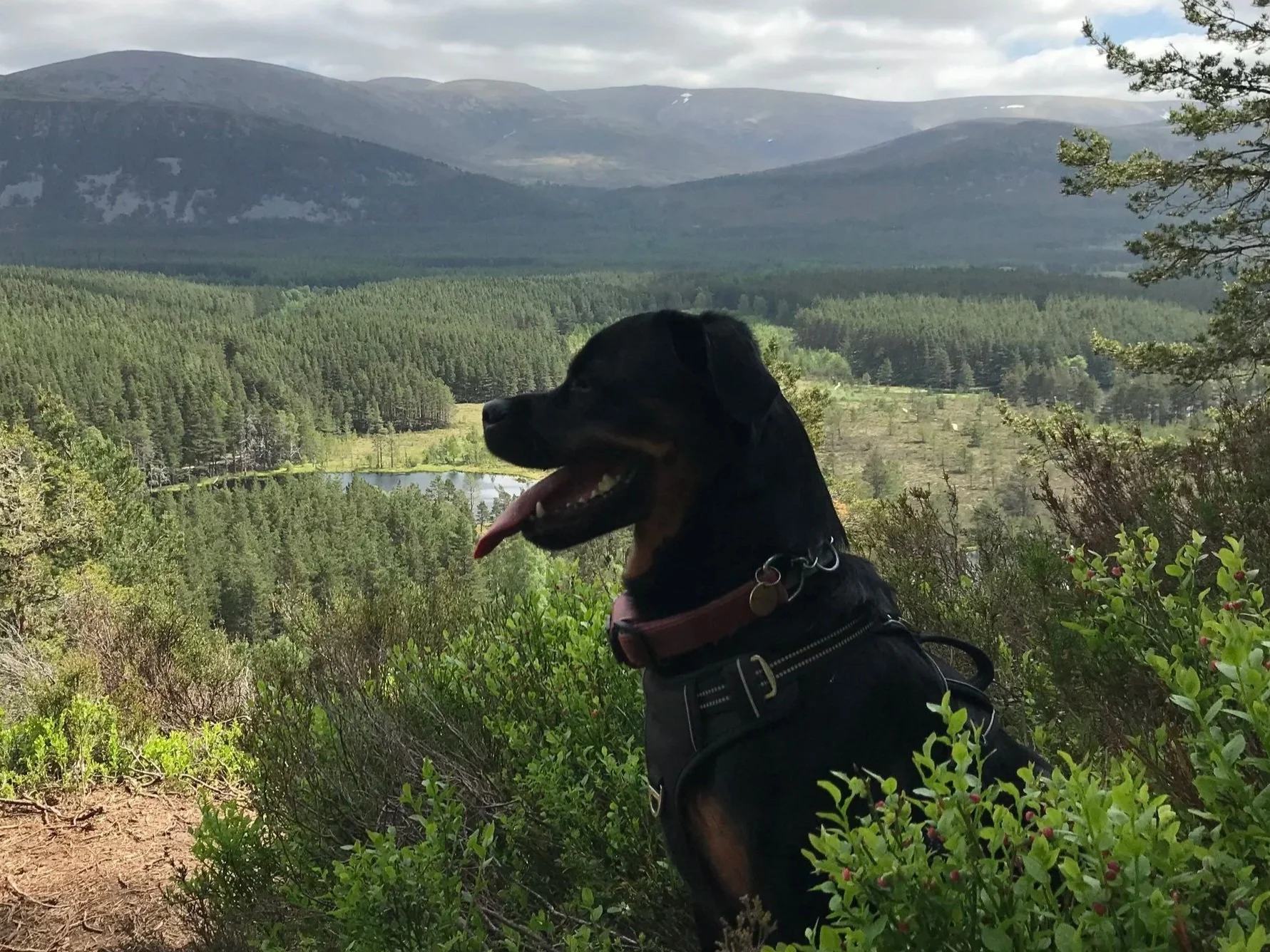 Single Dog Only  - 1 Hour Walk