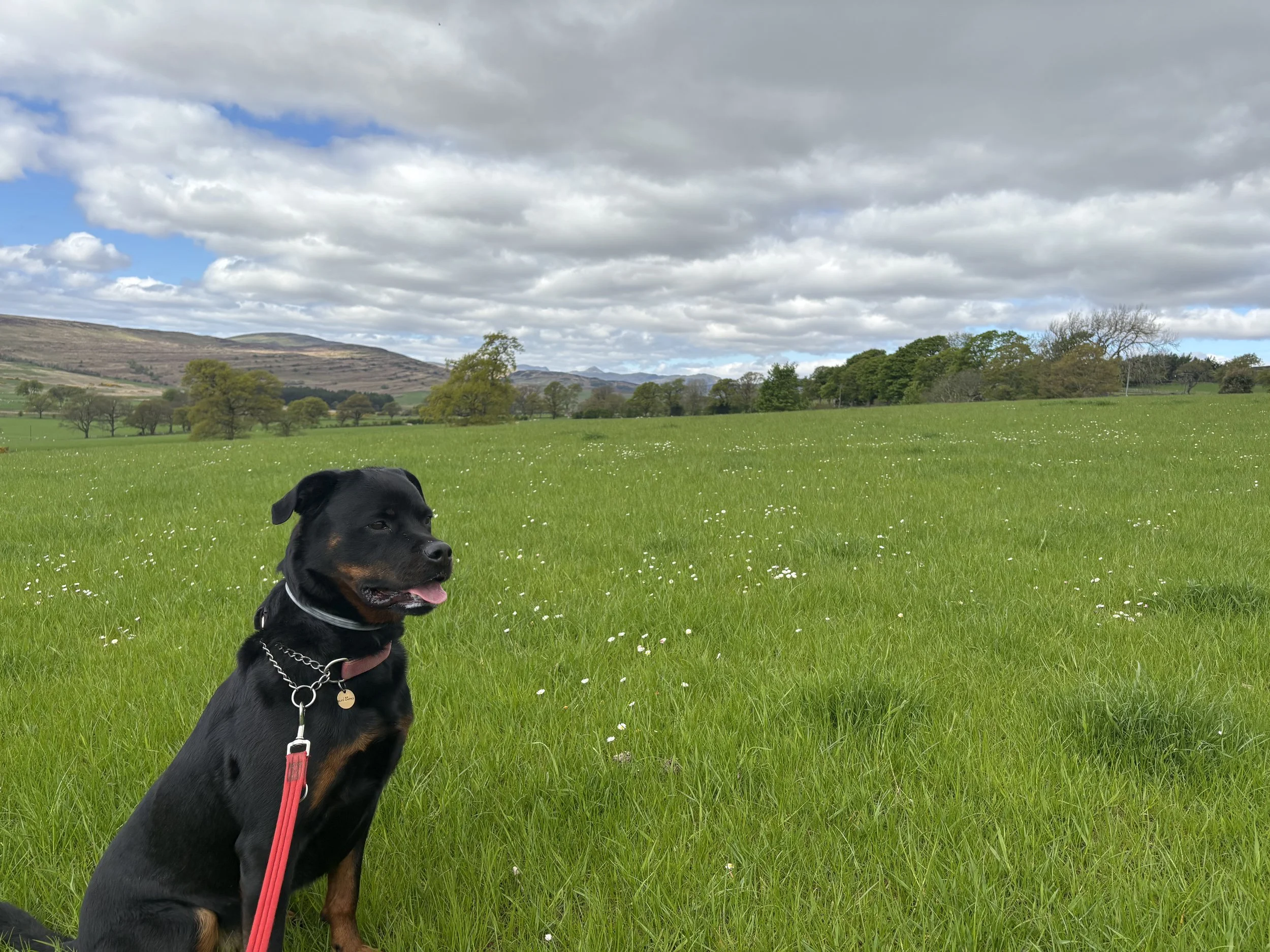 A black and tan Rottweiler dog sitting on a grassy field with small white flowers, under a cloudy sky with some blue patches, in a rural landscape with trees and hills in the background.