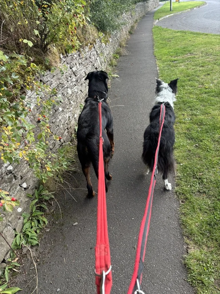Two dogs on leashes walking on a sidewalk, one black and brown, the other black and white, beside a stone wall and grassy area.