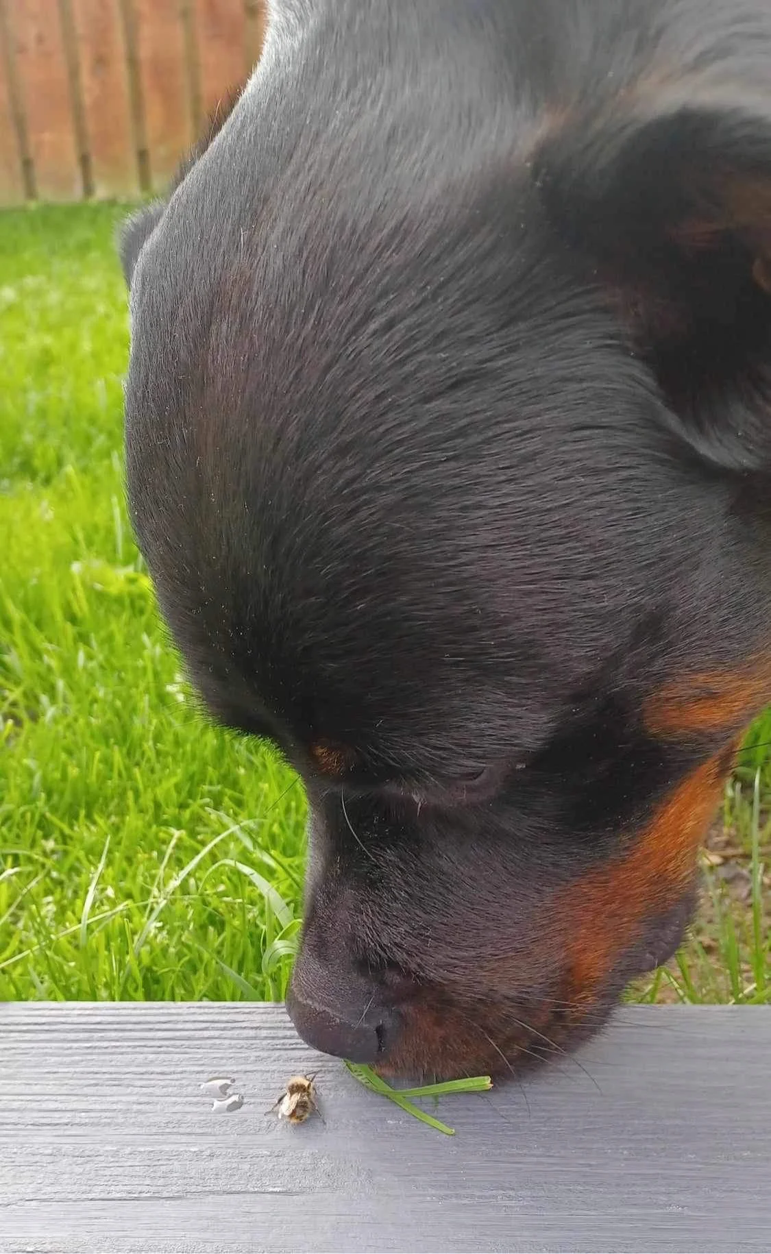 Close-up of a black and brown dog sniffing or eating grass on a wooden surface, with green grass and a wooden fence in the background.