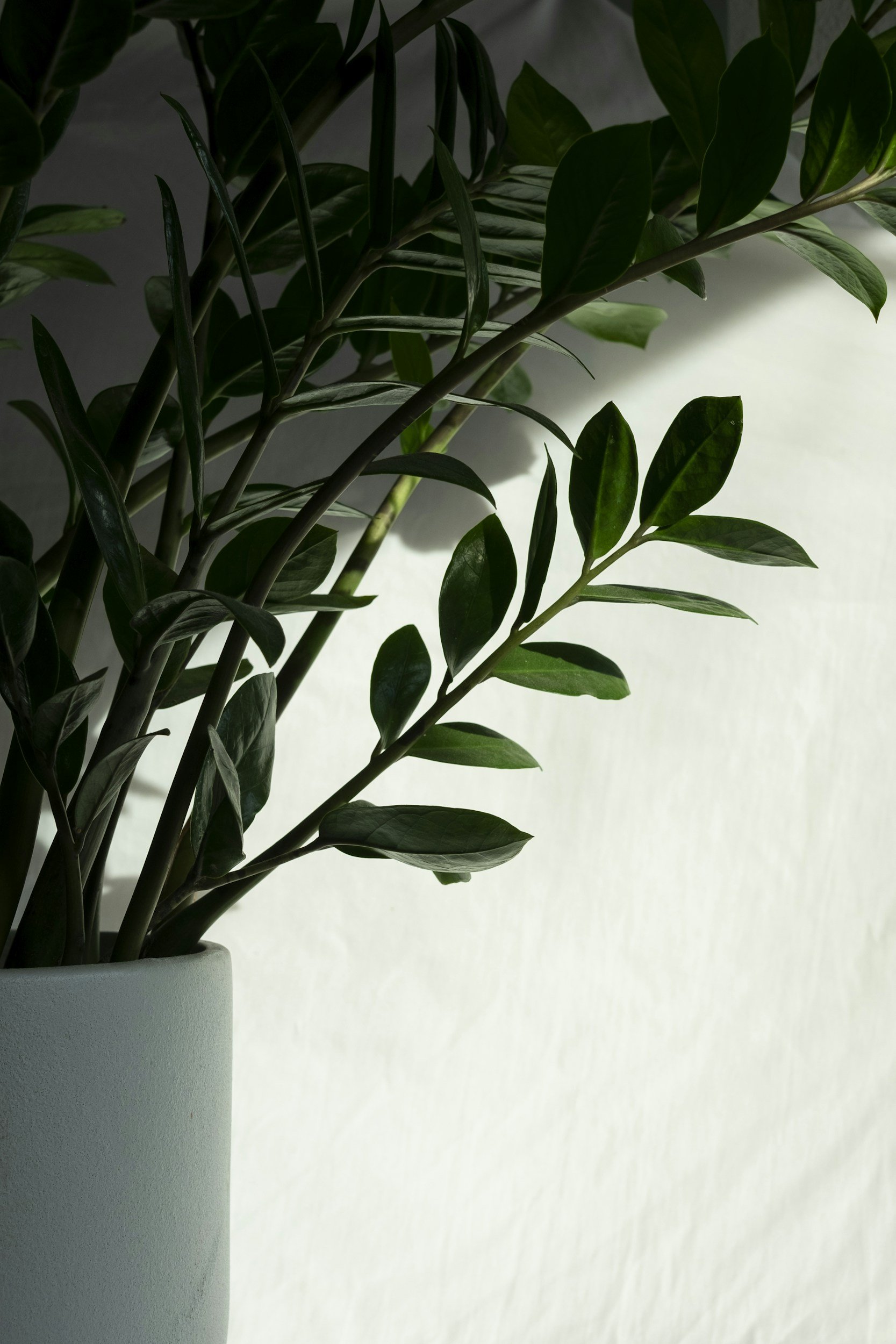 plants for the interior