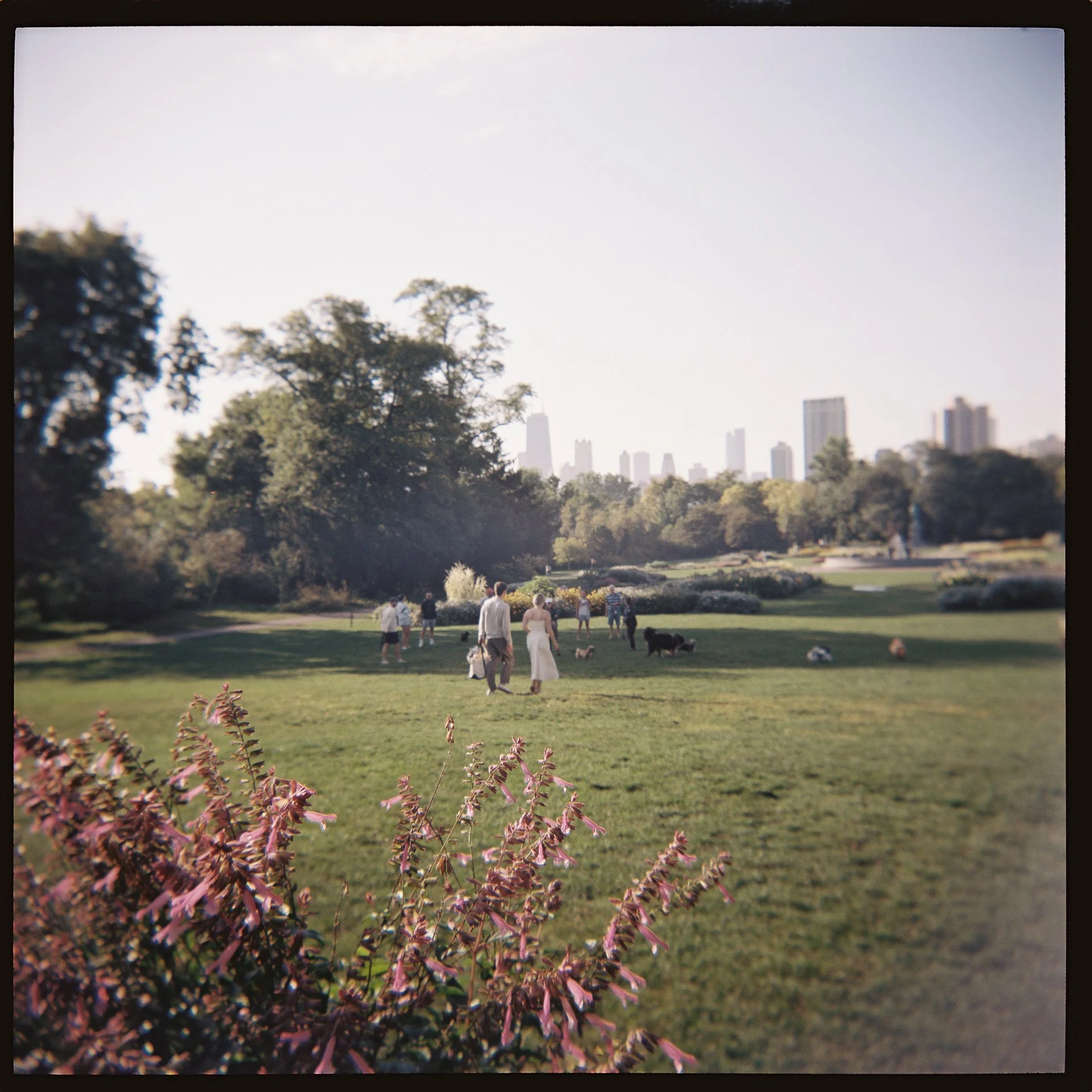 People walking and playing with dogs in a city park with trees and skyscrapers in the background.