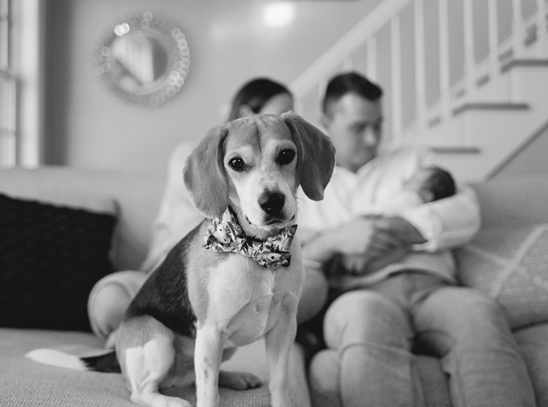 A dog with a bowtie sitting on a couch in front of two people who are sitting with a newborn baby in their arms in a living room.