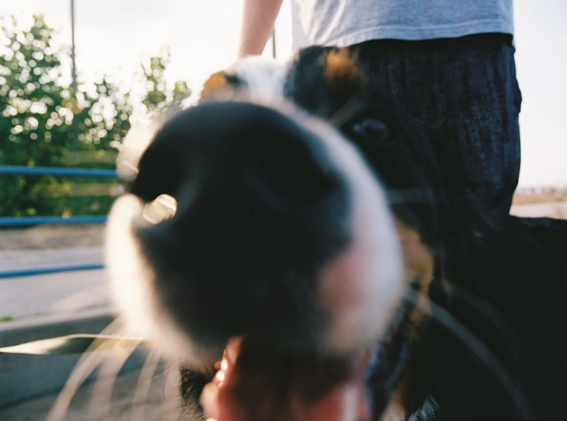 Close-up of a black and white dog with its nose near the camera, with a person standing nearby outdoors.