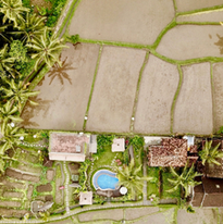 Aerial view of a tropical property with a swimming pool, surrounded by palm trees and green landscape, adjacent to rice paddies.