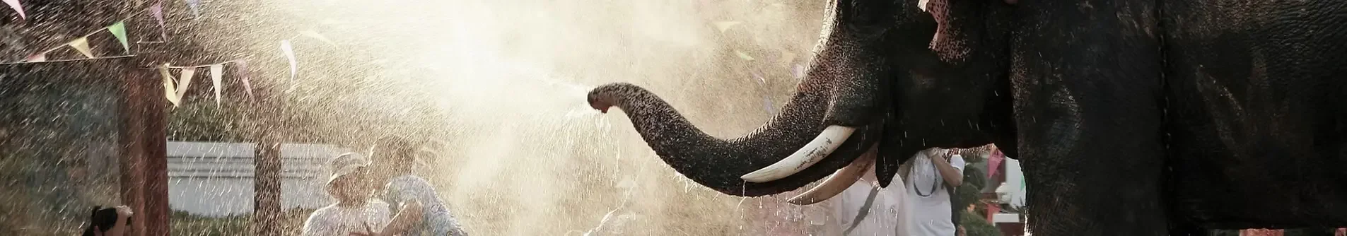 An elephant spraying water with its trunk during an outdoor event or celebration, with people in the background under sunlight.
