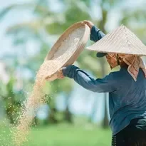Person wearing a traditional Asian conical hat pouring a bucket of sand or soil outdoors.
