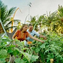 Two people harvesting vegetables in a garden with lush green plants and tropical trees.