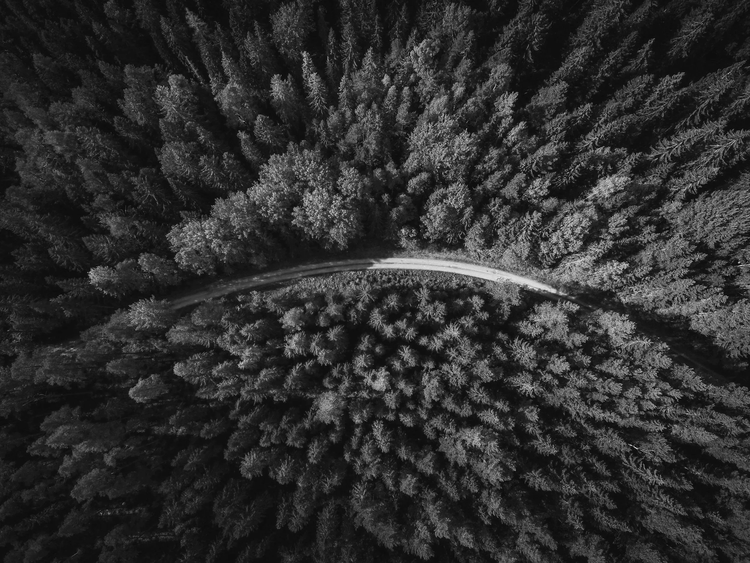 Black and white aerial photograph of a dense forest with a winding dirt road cutting through the trees.
