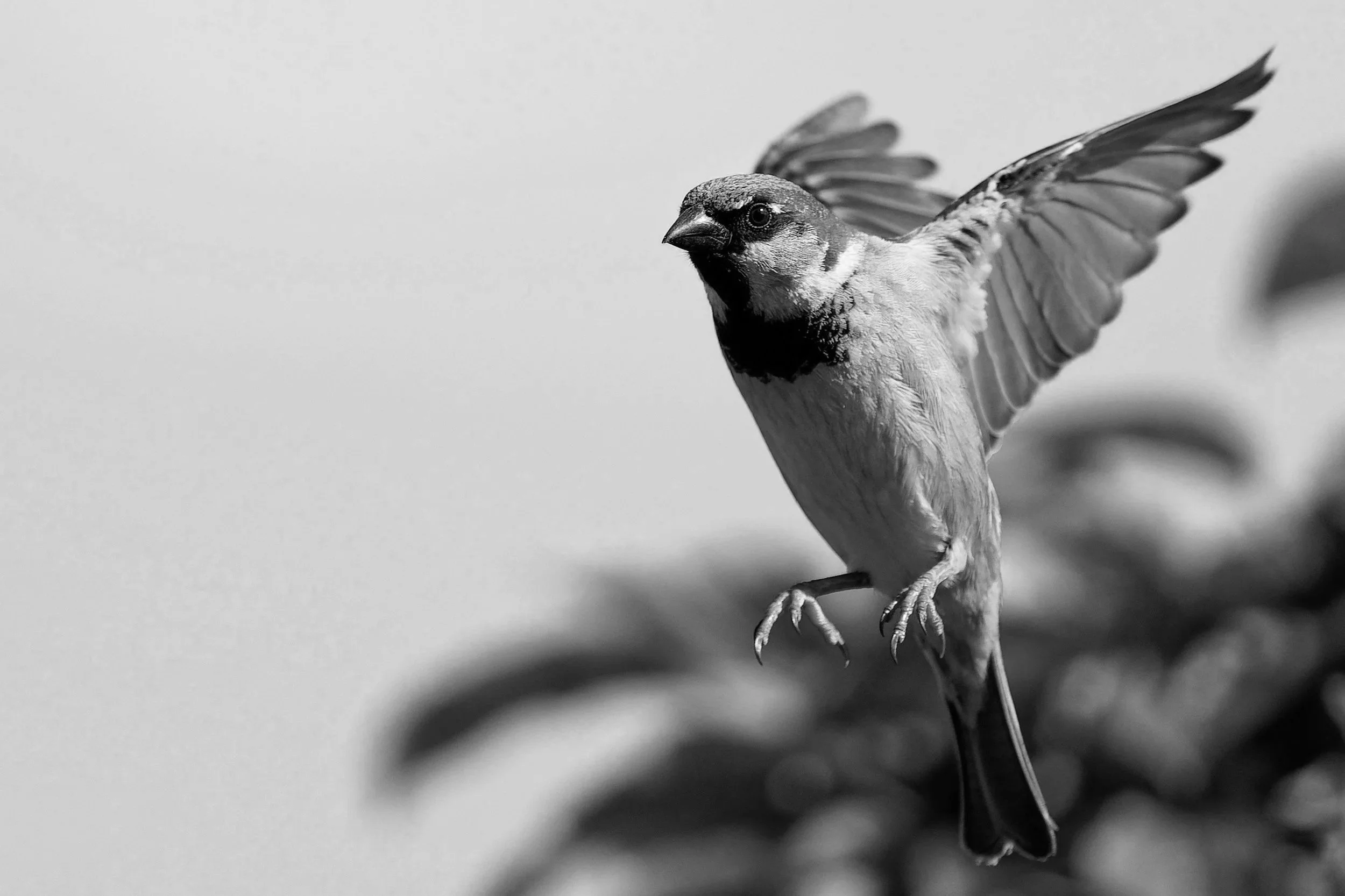 Black and white photograph of a bird in view, with its wings partially extended, perched on a thin branch or wire.
