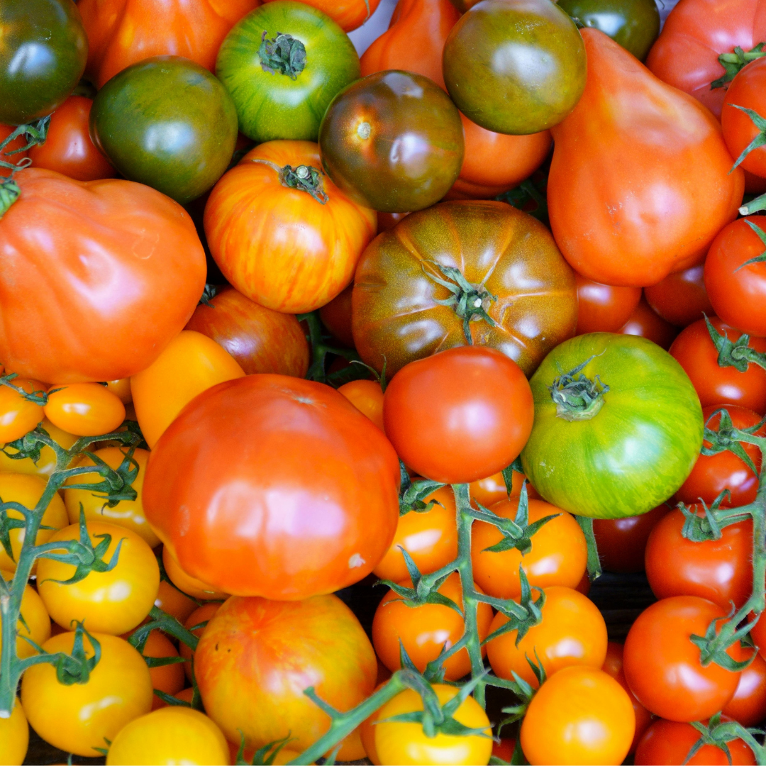 heirloom tomatoes variety's