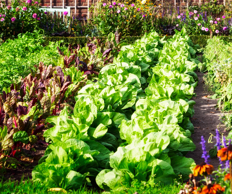 A vibrant garden with rows of green leafy vegetables, purple and pink flowers, and colorful flowers in the foreground, against a brick wall in the background.