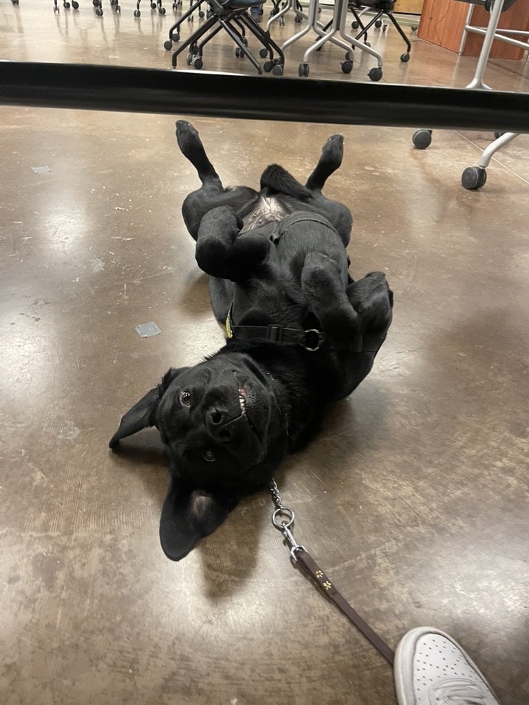 A black puppy lying on its back on a brown floor, under a table with chairs. The dog is looking at the camera with a happy expression, showing its teeth.