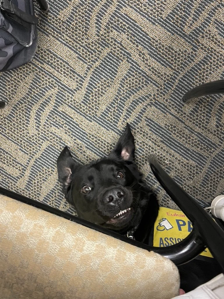 A black dog with a yellow vest looking up and smiling in an indoor setting, with patterned carpet and parts of furniture visible.
