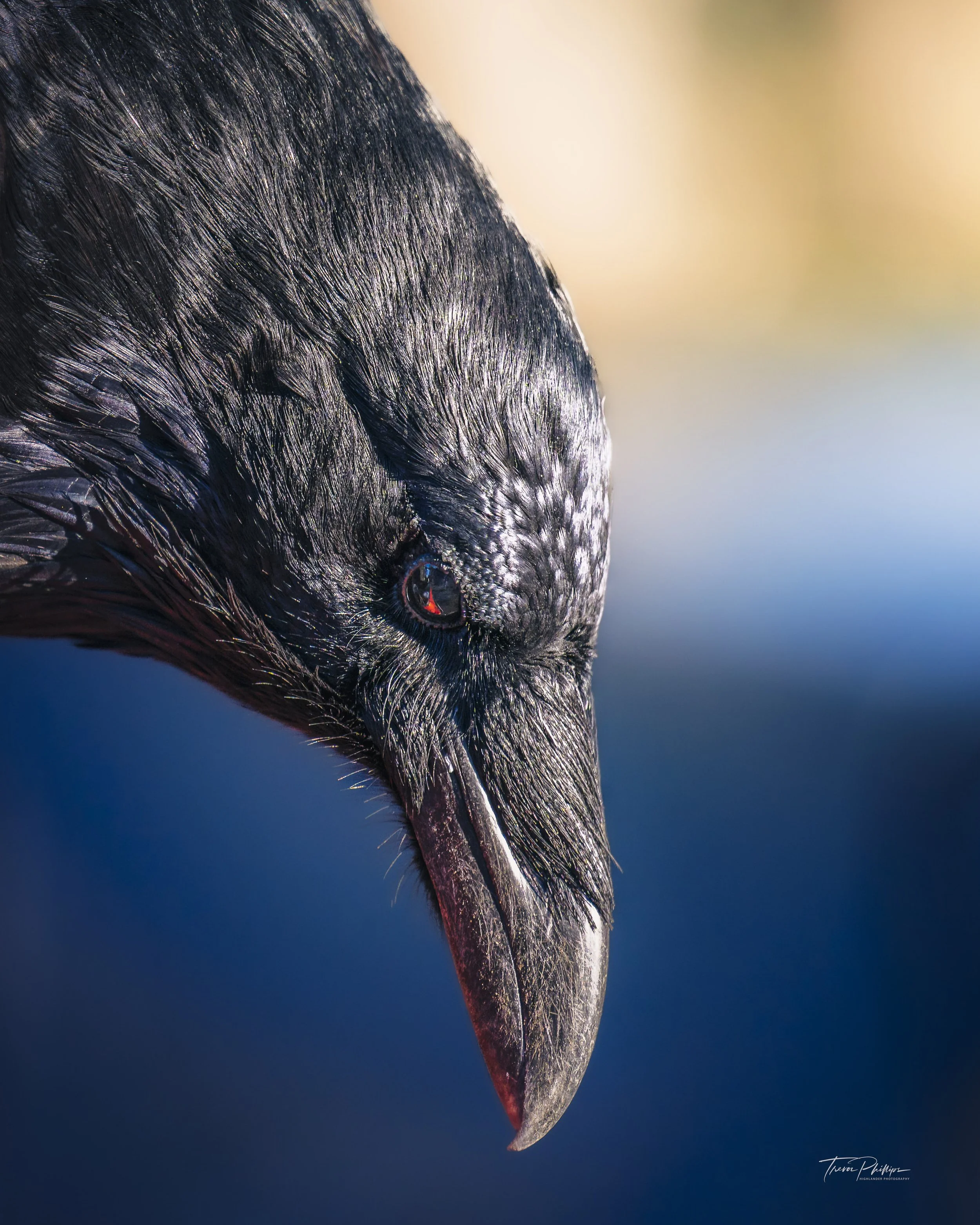 Close-up of a black bird, likely a crow or raven, with a sharp beak and glossy feathers, against a blurred background.