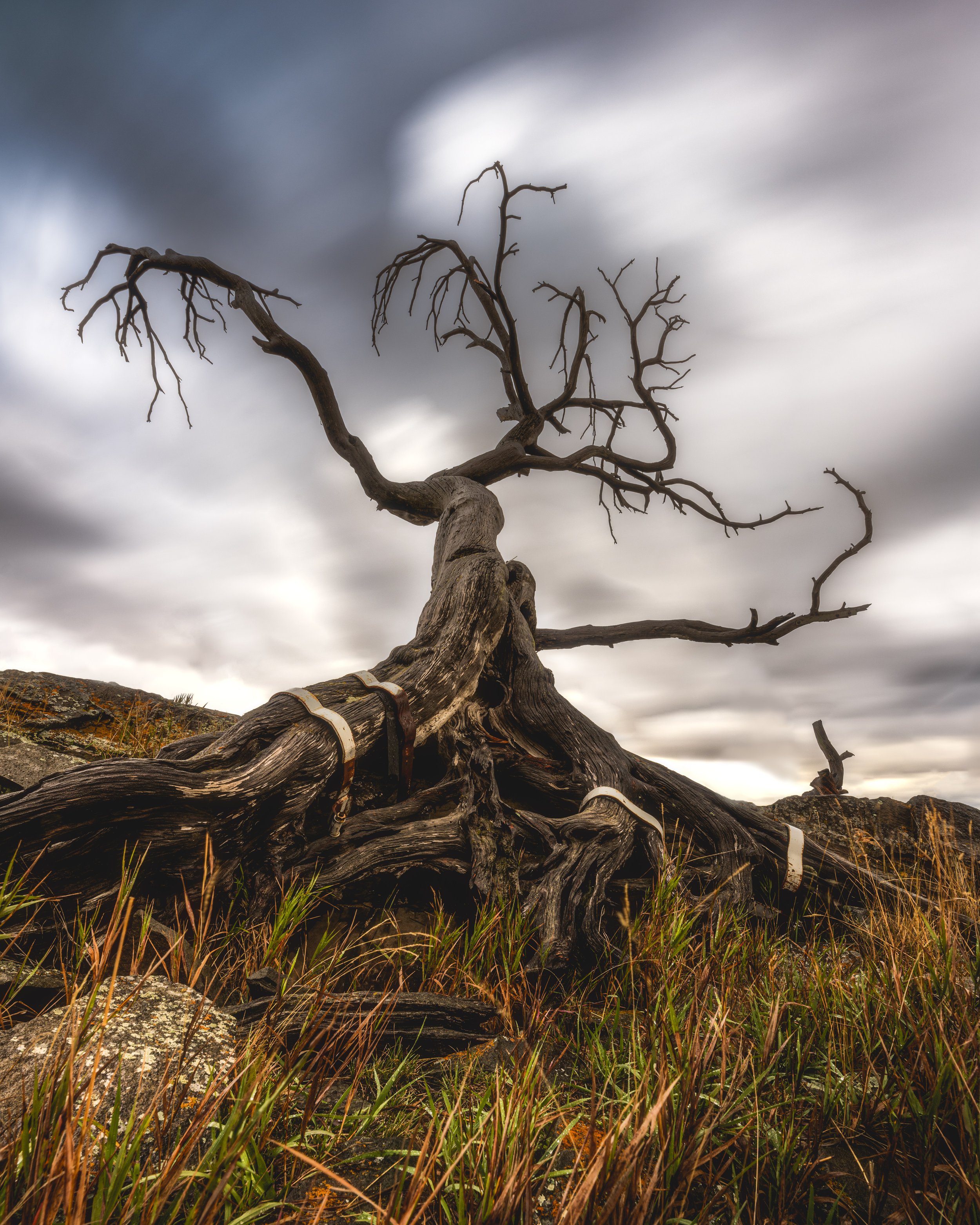 A leafless, gnarled tree with twisting branches stands on a rocky landscape under a cloudy sky.