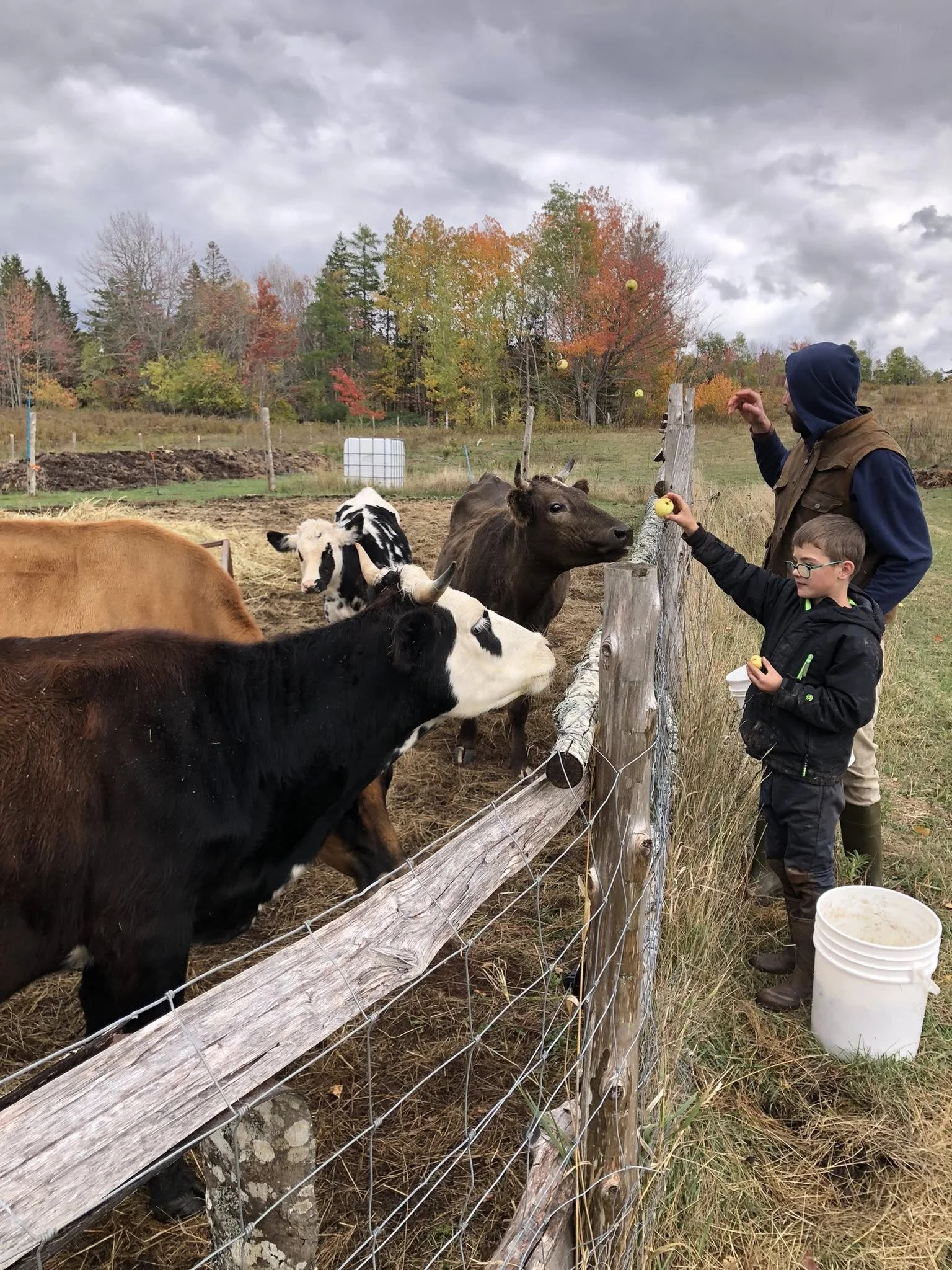 People feeding cows through a wooden and wire fence in a farm, with trees showing fall colors in the background.