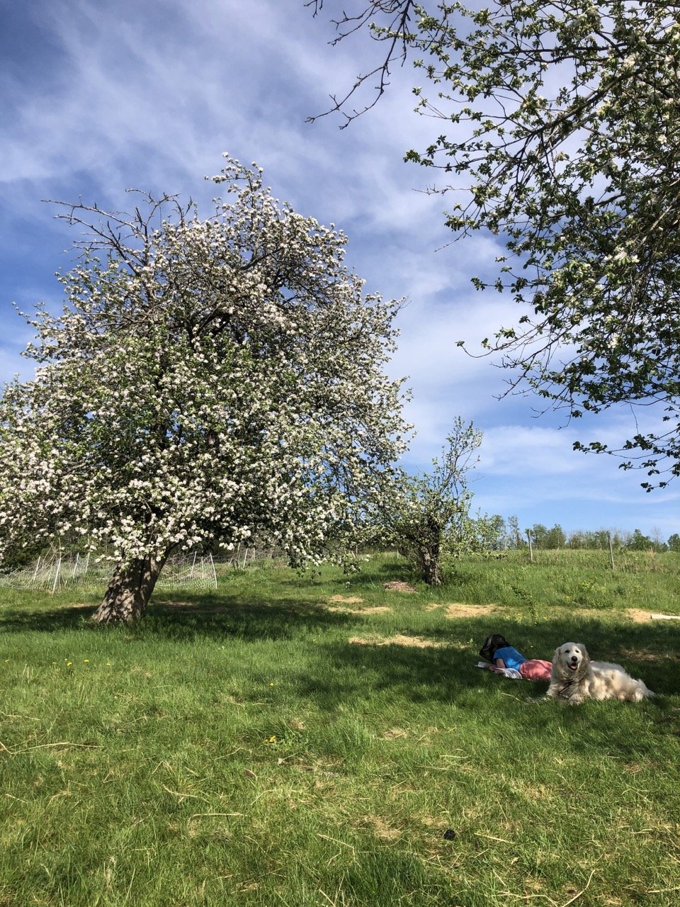 blossoming-ursa-farm Large.jpeg