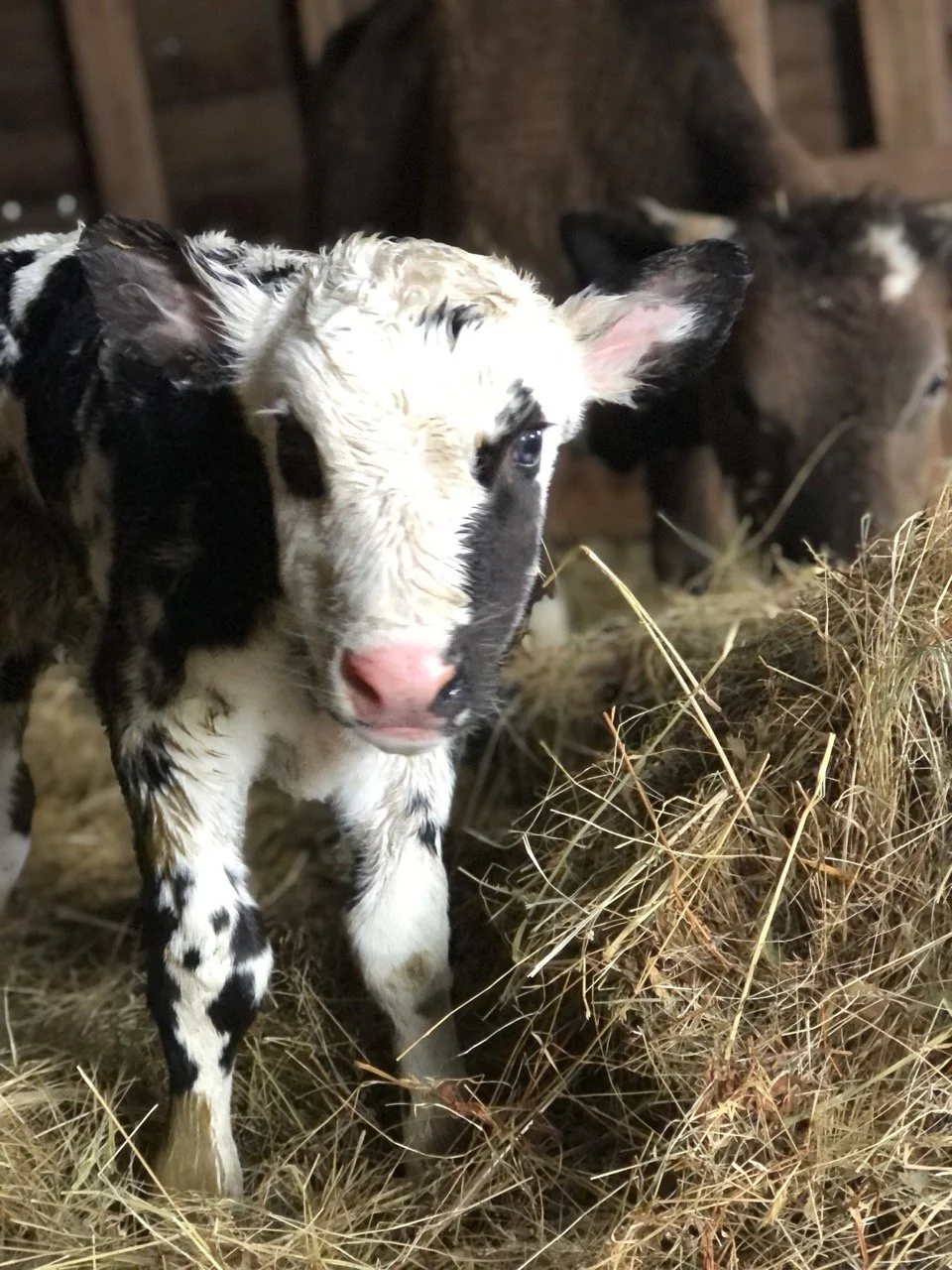 calf-ursa-farm Large.jpeg