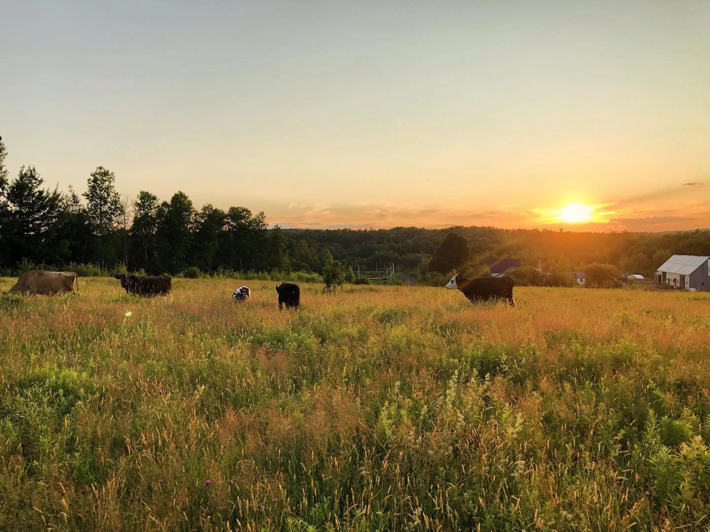 A peaceful rural landscape at sunset with seven cows grazing in a grassy field, trees in the background, and Ursa Farm barns on the right.