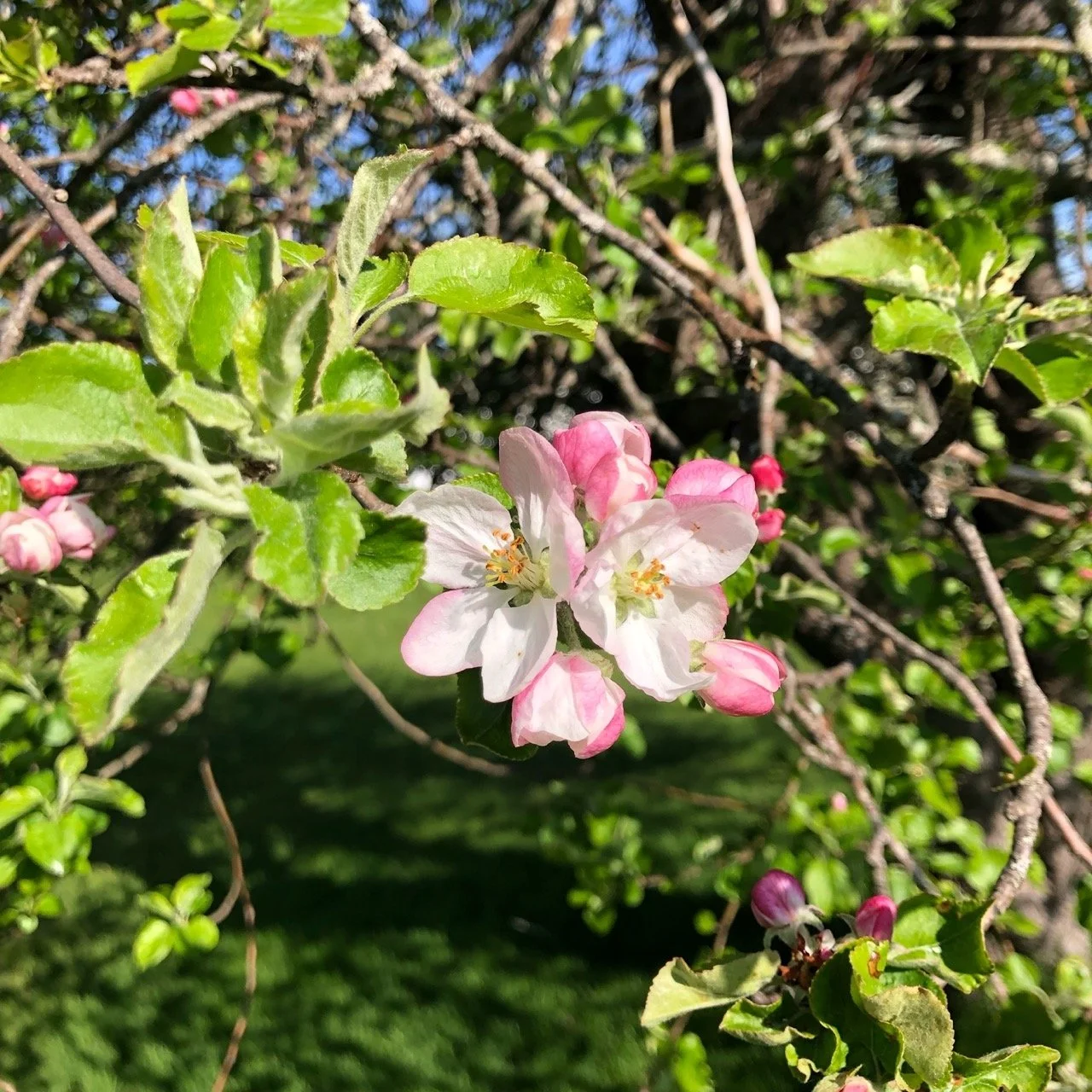 AppleBlossom.jpeg