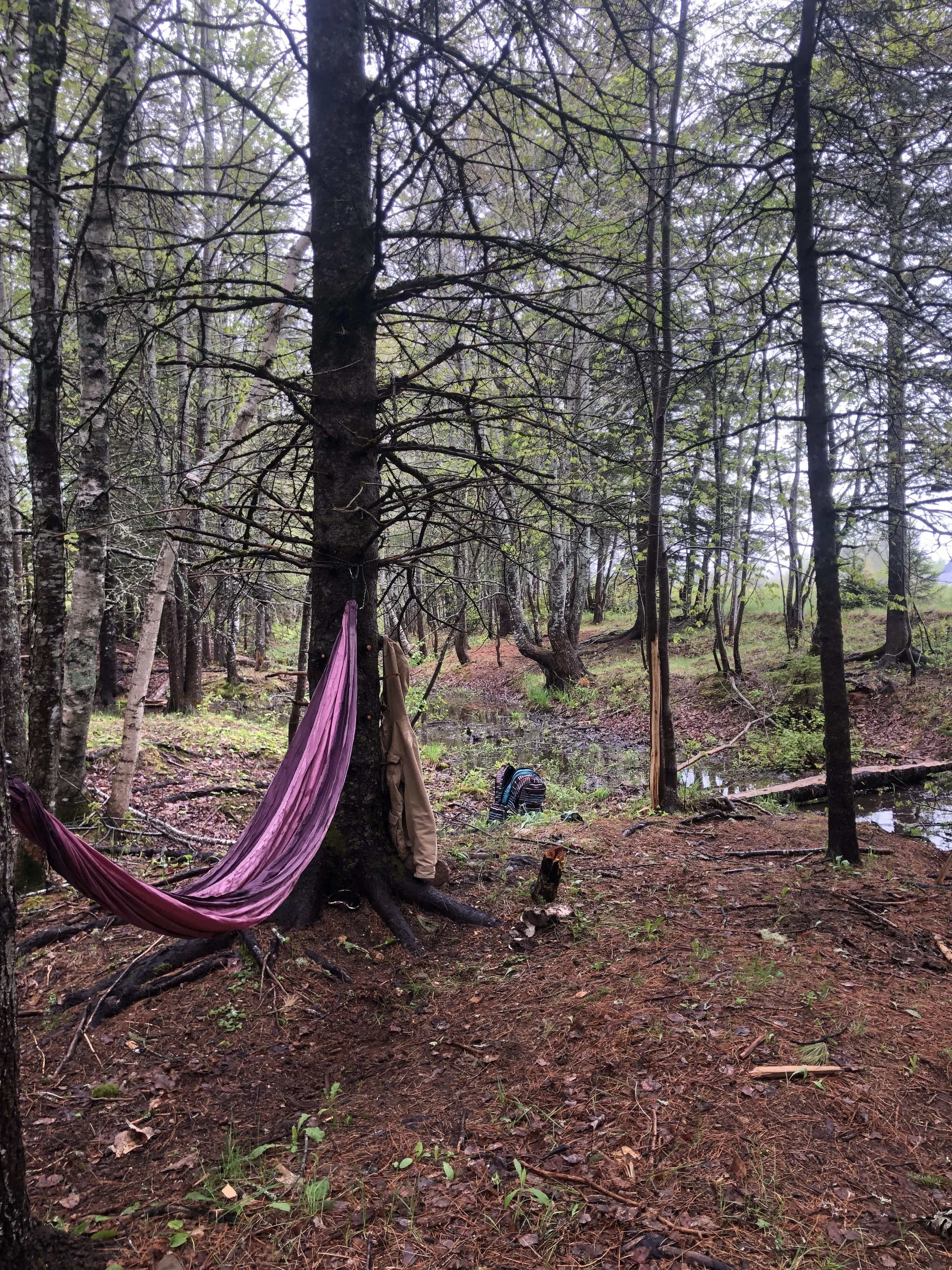 hammock-ursa-farm.jpg