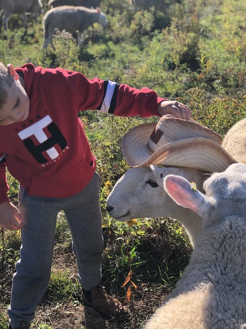 sheepish-ursa-farm Large.jpeg