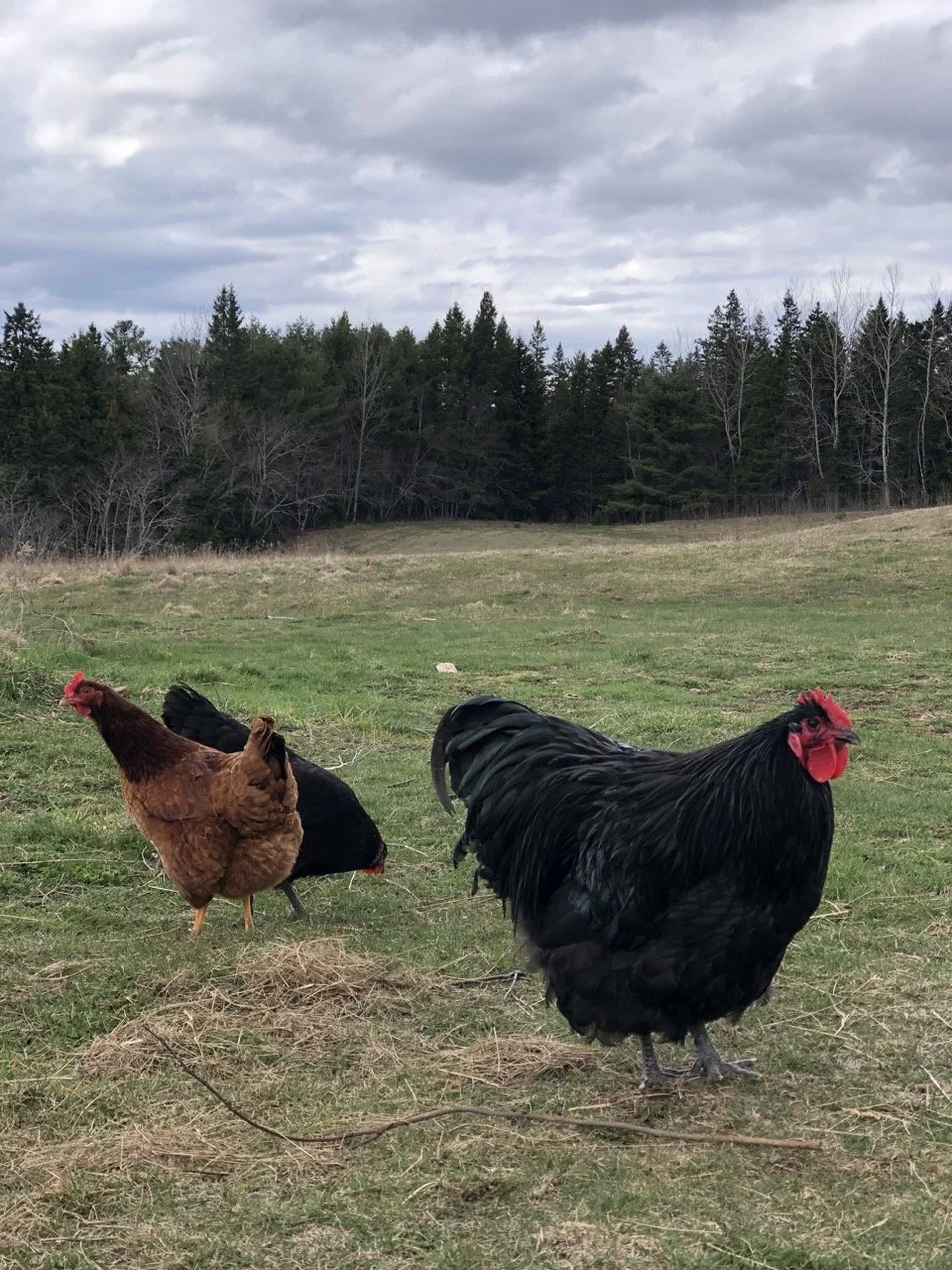 Three chickens, one black, one brown, and one black with a red comb, standing on grass with a cloudy sky and trees in the background.