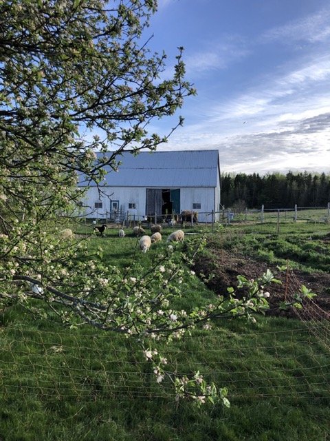 A farm scene with a white barn, grazing sheep, and green fields under a partly cloudy sky.